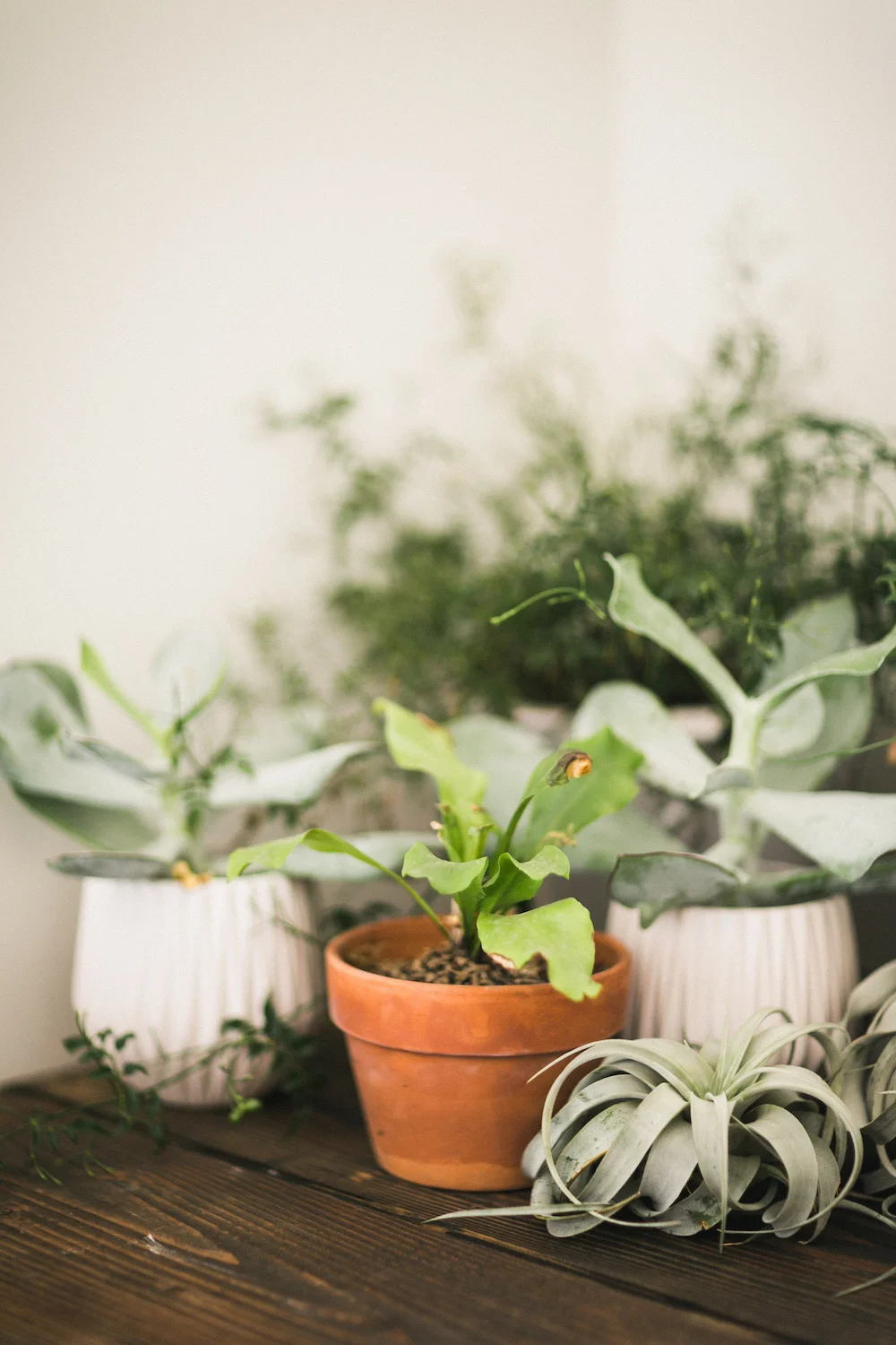 Compass Floral Studio photographed by Jackie Wonders.