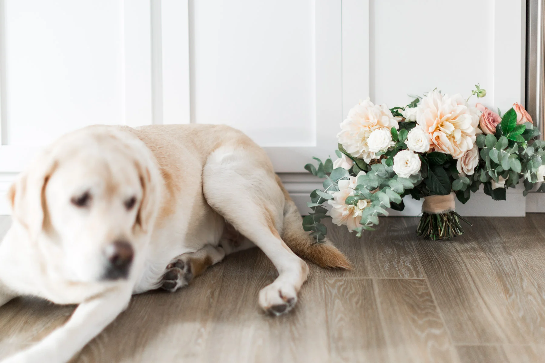 Fun engagement shoot including dogs and elegant dahlia and rose bridal bouquet | Newport Beach, CA | Compass Floral | Wedding Florist in San Diego and Southern California | Cavin Elizabeth Photography
