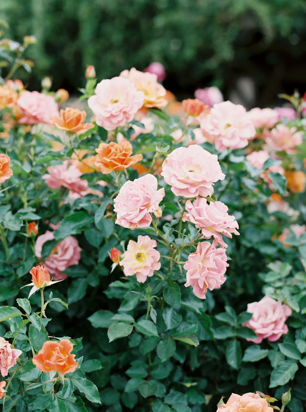 Rose bushes in Balboa Park | Compass Floral | Wedding Florist in San Diego and Southern California | Meiwen Wang Photography