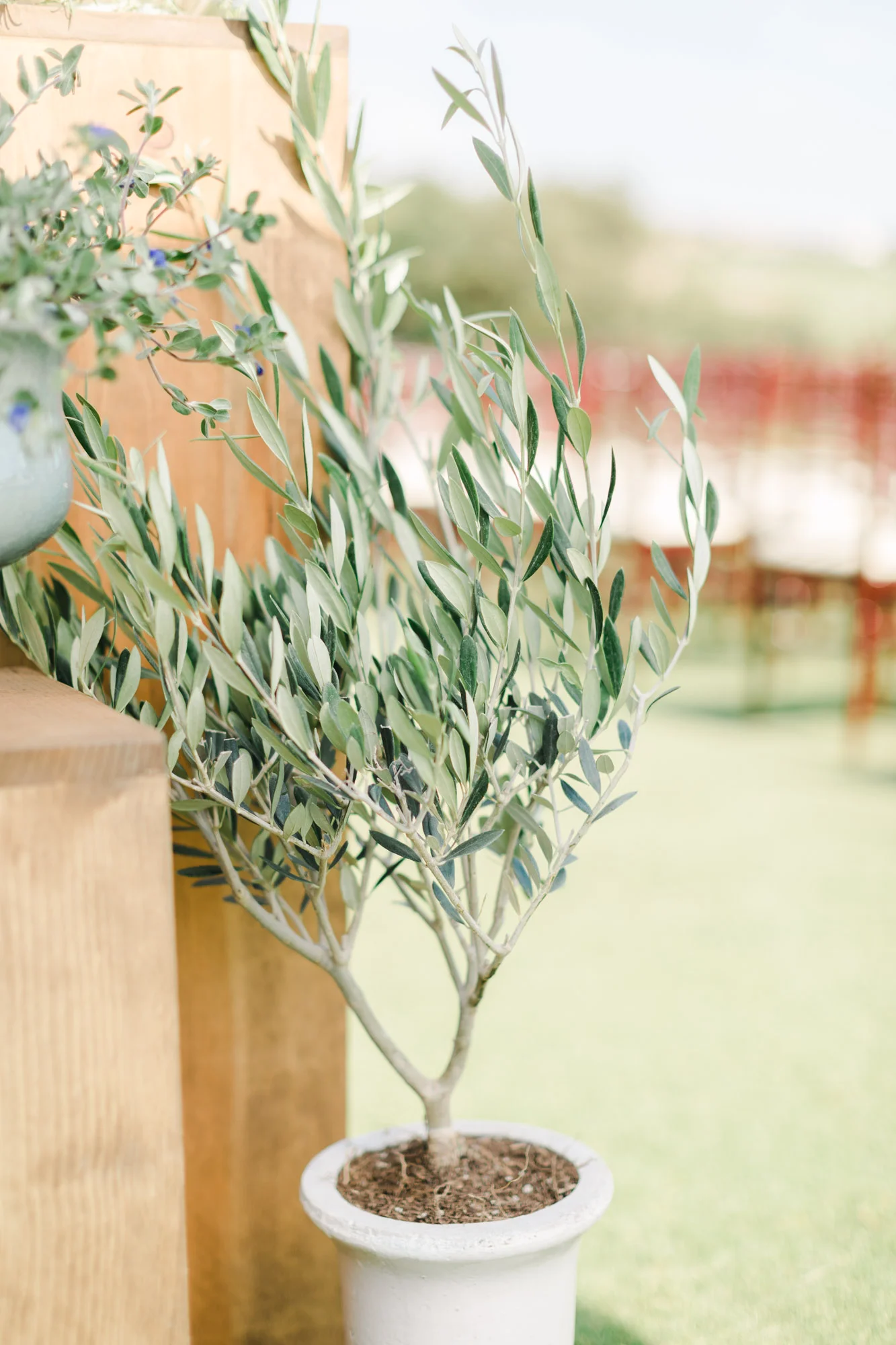 Olive tree wedding ceremony decor | The Santaluz Club | Compass Floral | Wedding Florist in San Diego and Southern California | Cavin Elizabeth Photography
