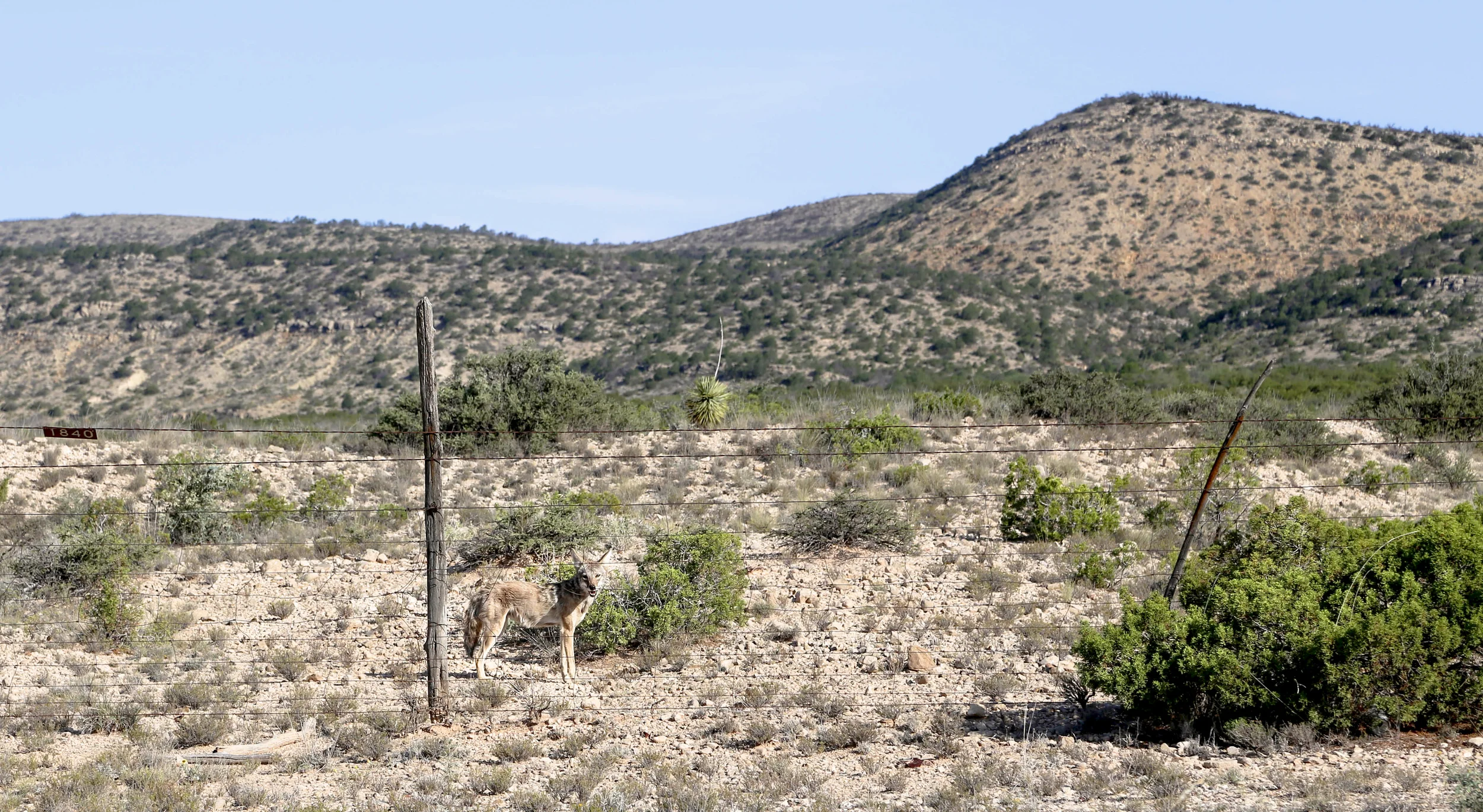 desertcoyote.jpg