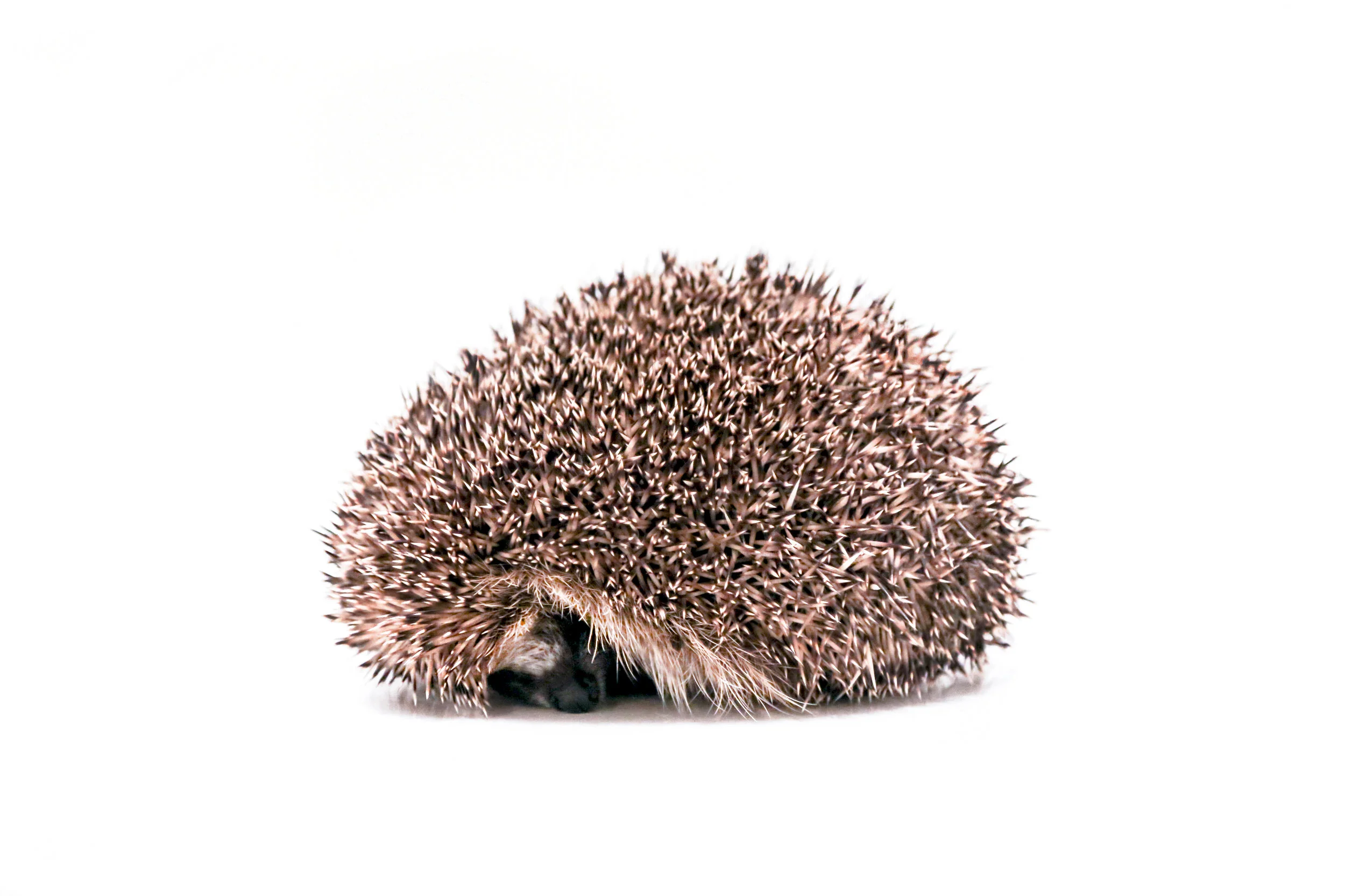 tiny2.jpg