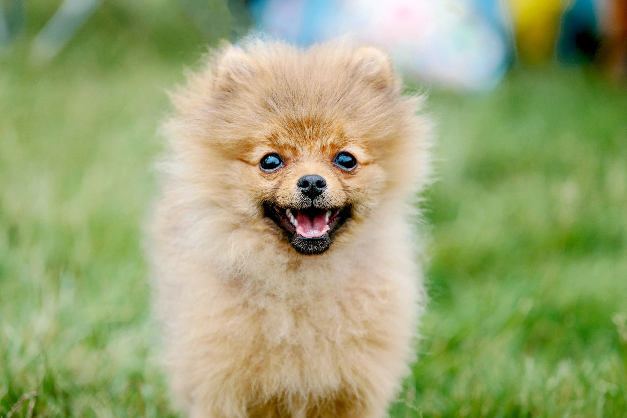 fluffy.jpg
