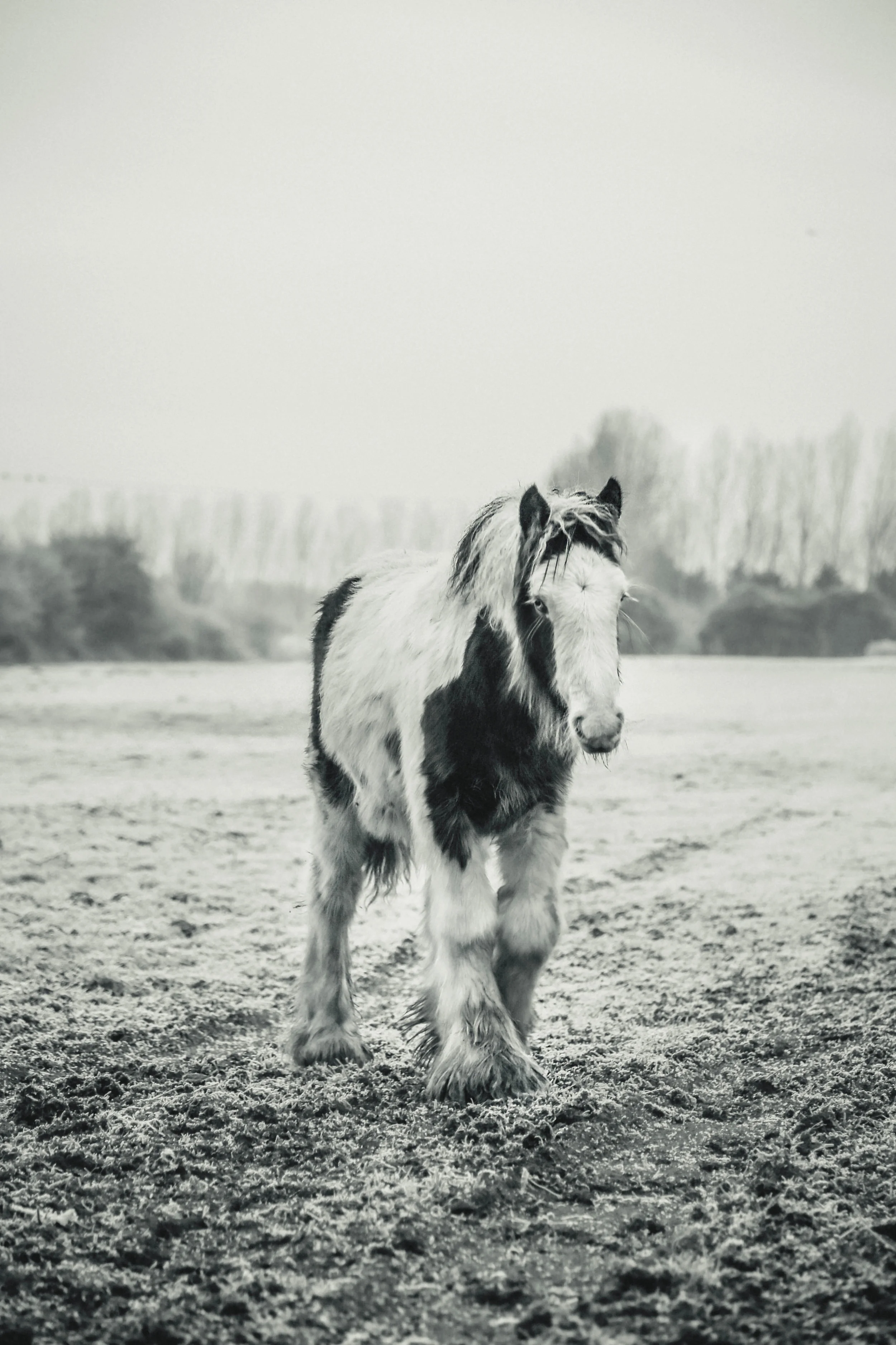bwpriorycolt.jpg
