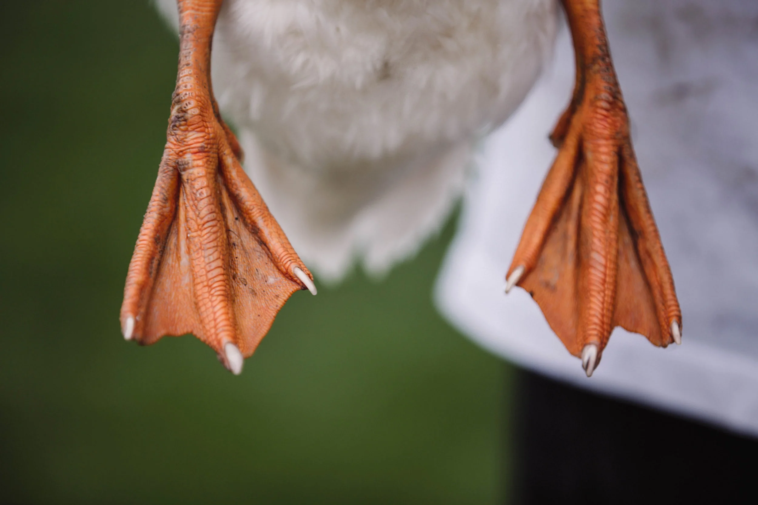 duckfeet2nowm.jpg