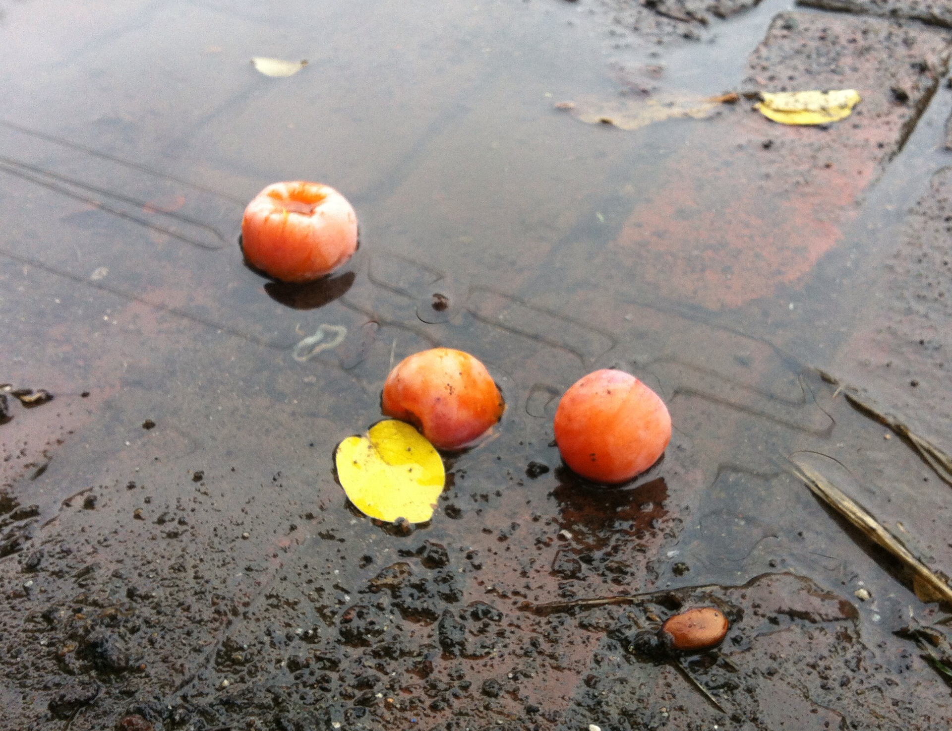 Ripe persimmons after a rainfall, which is actually the best time to go and gather them.