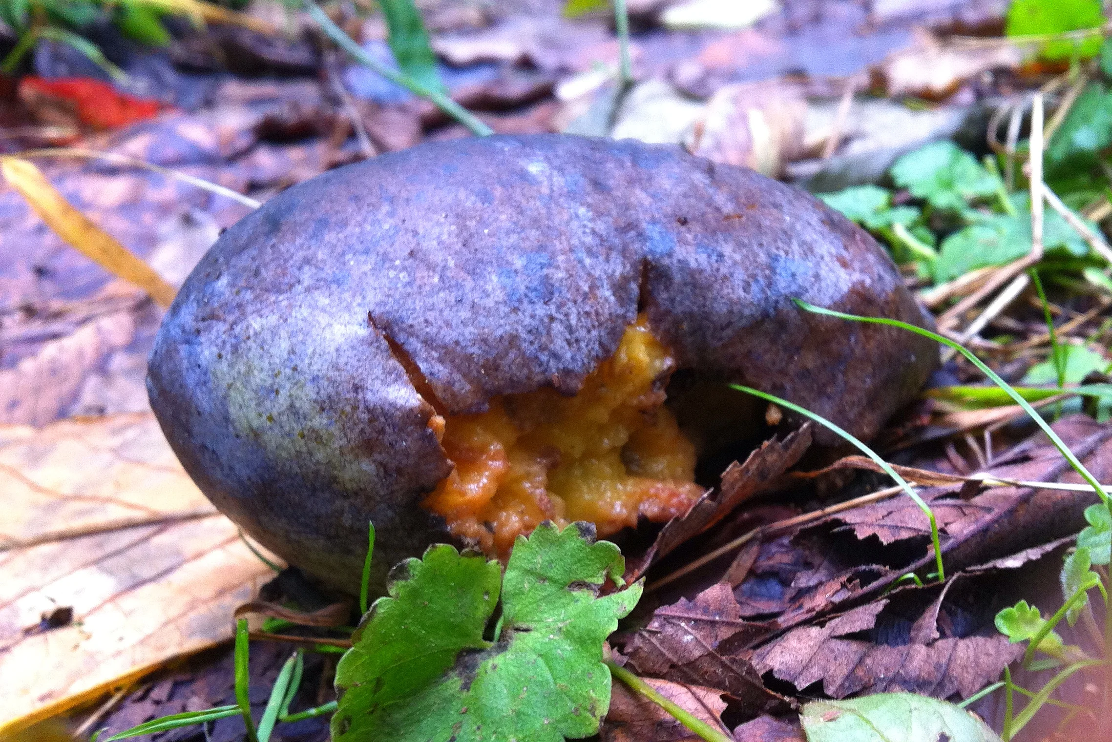 A sign that pawpaw season is on the outs. If you see a pawpaw like this one, for god's sake don't eat it. That rusty-looking orange tinge is oxidized and bruised flesh. This puppy is over the hill.
