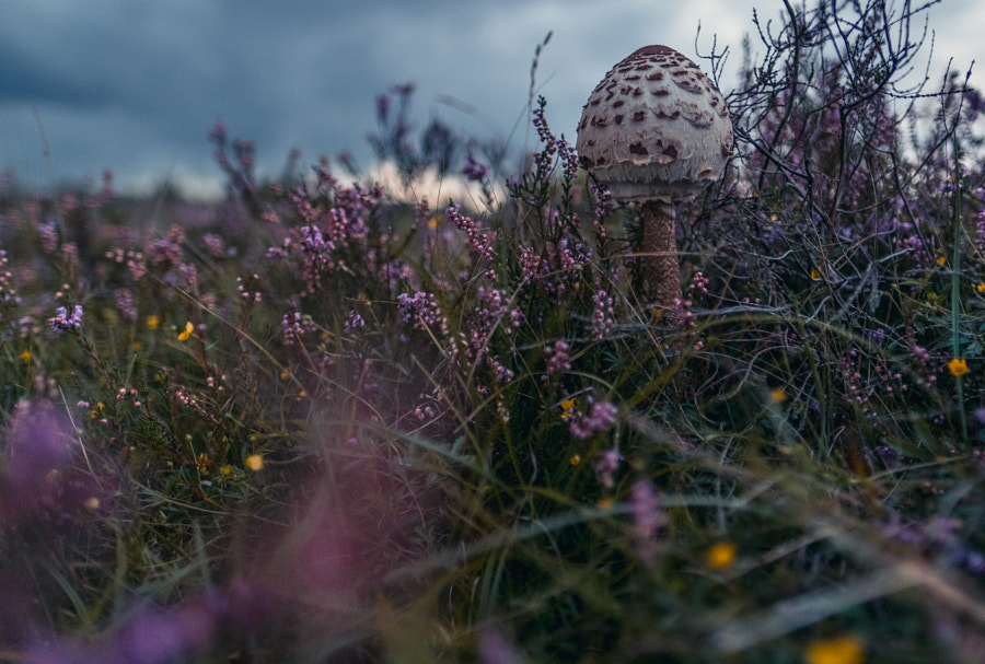 Nature with the XF16mm