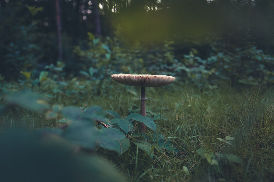 Nature with the XF16mm