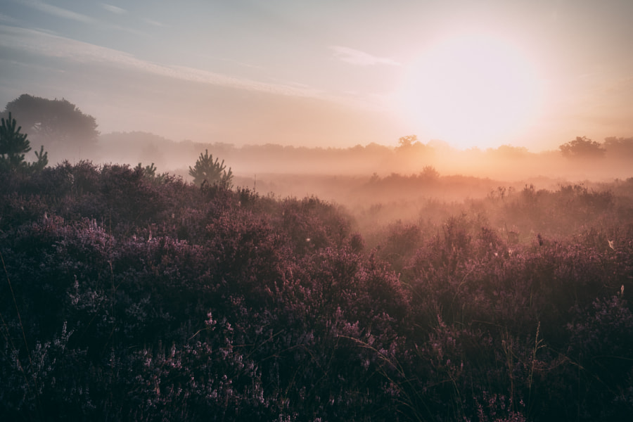 Heather sunrise