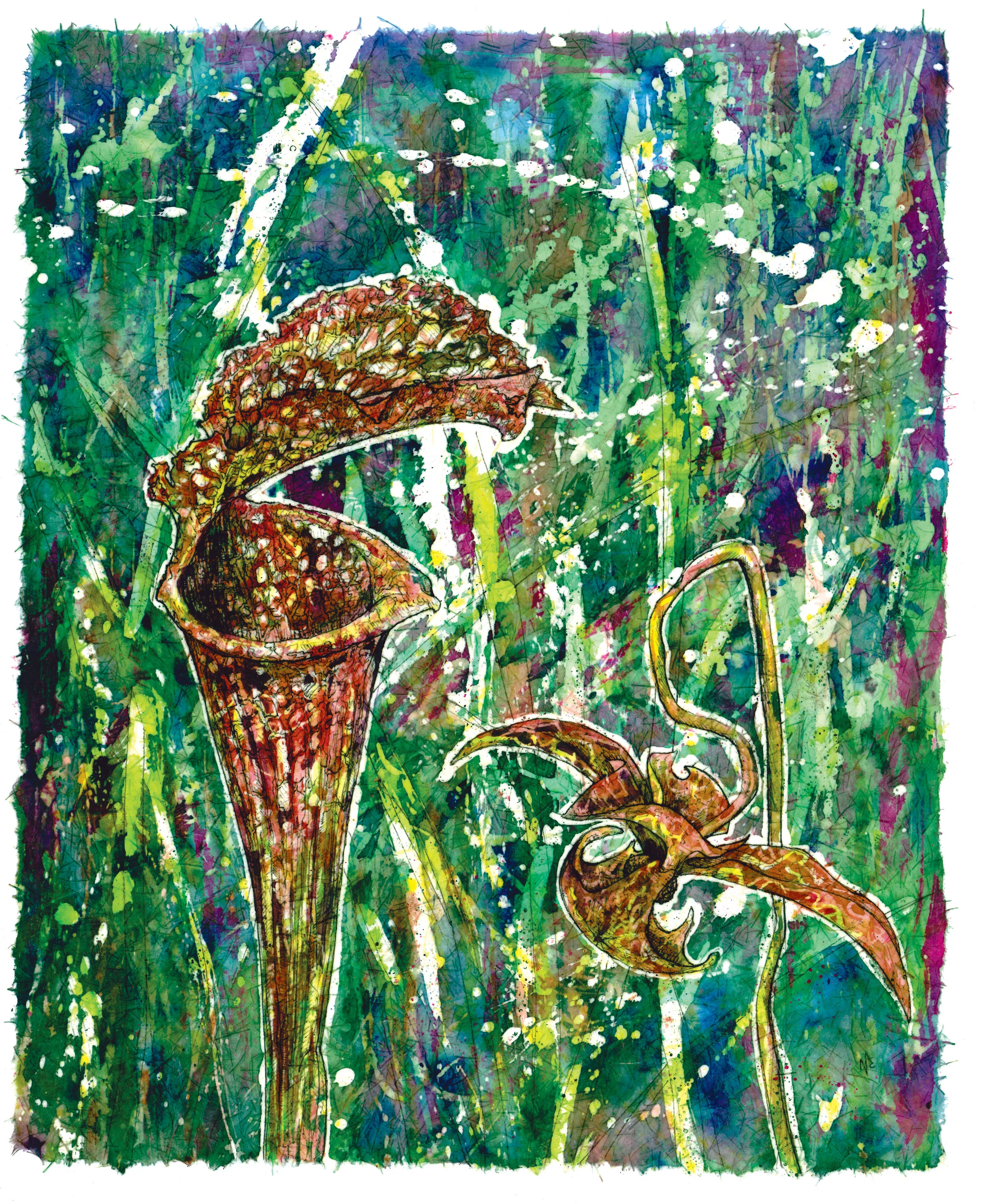 Pitcher Plant.jpg