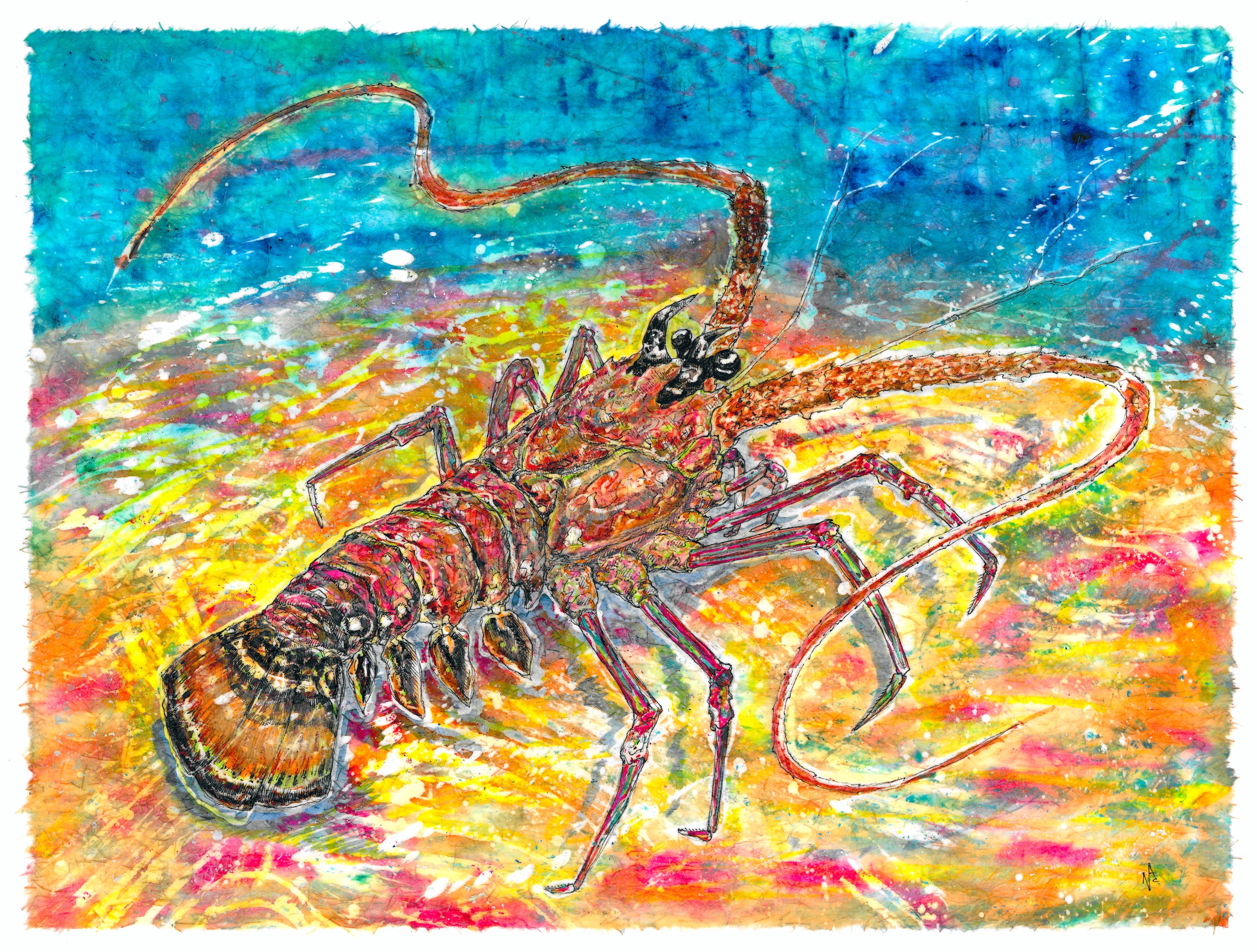 Caribbean Spiny Lobster