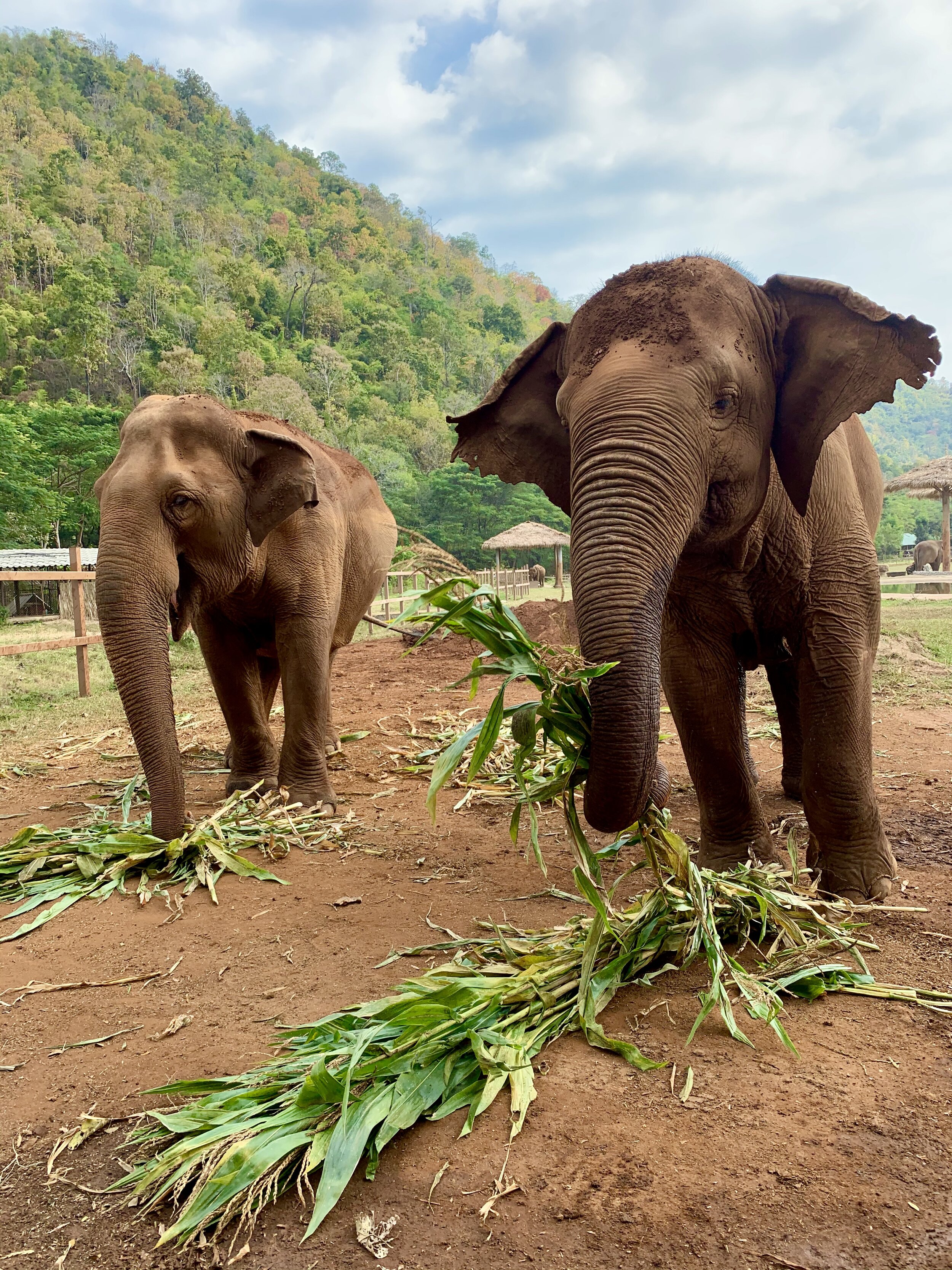 Elephant Nature Park near Chiang Mai, Thailand. December 2019.