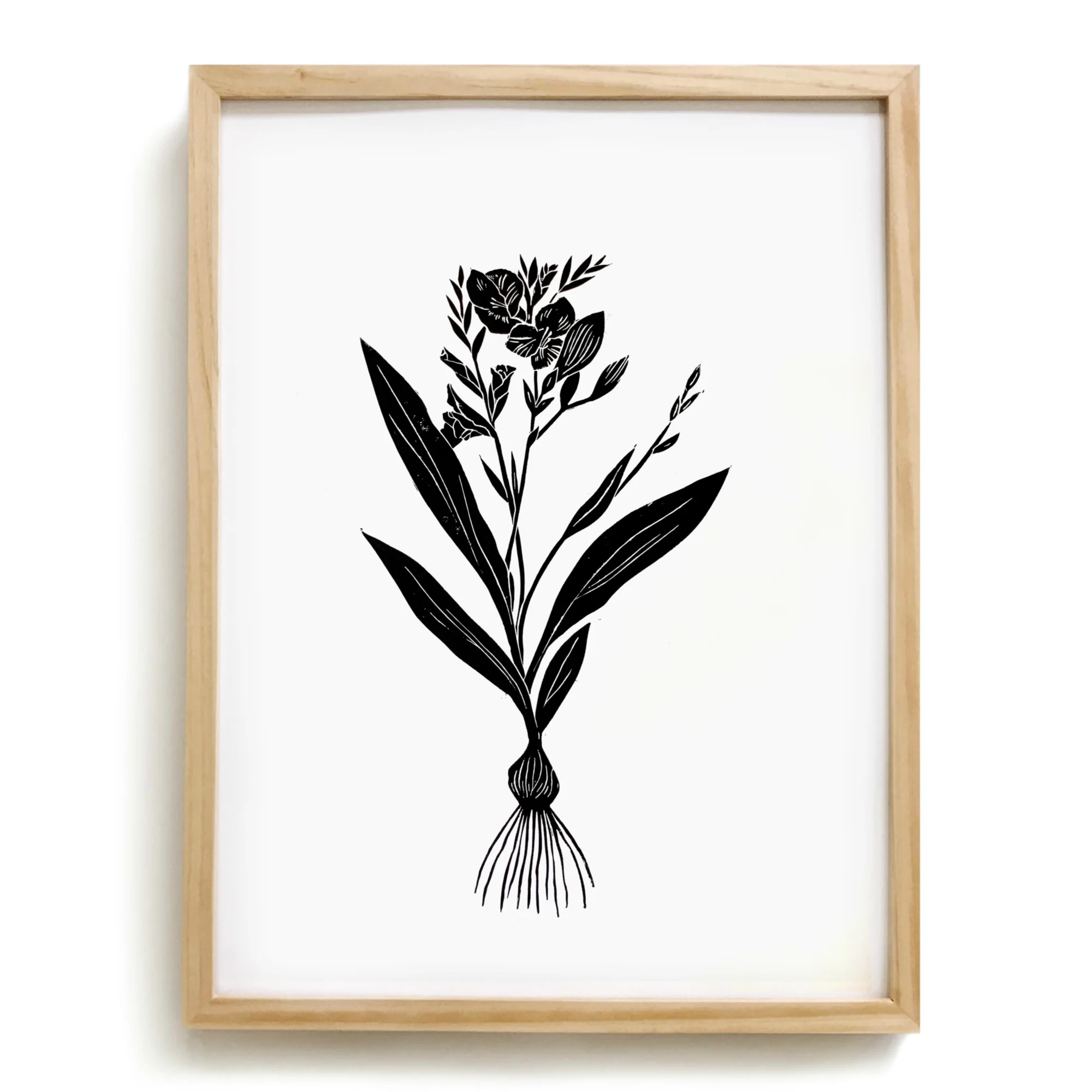 August Gladiolus.jpg