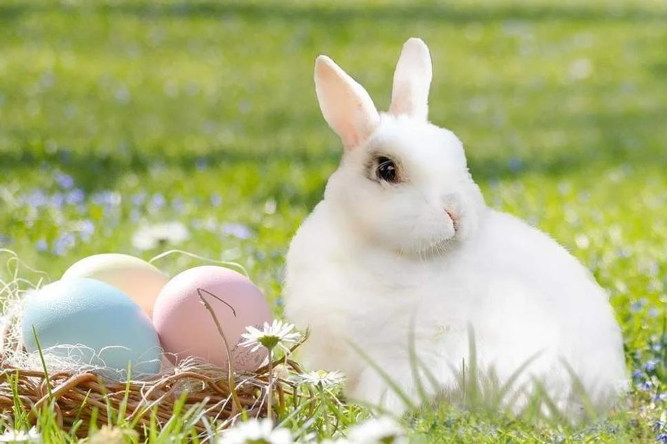TTOEasterBunny.jpg
