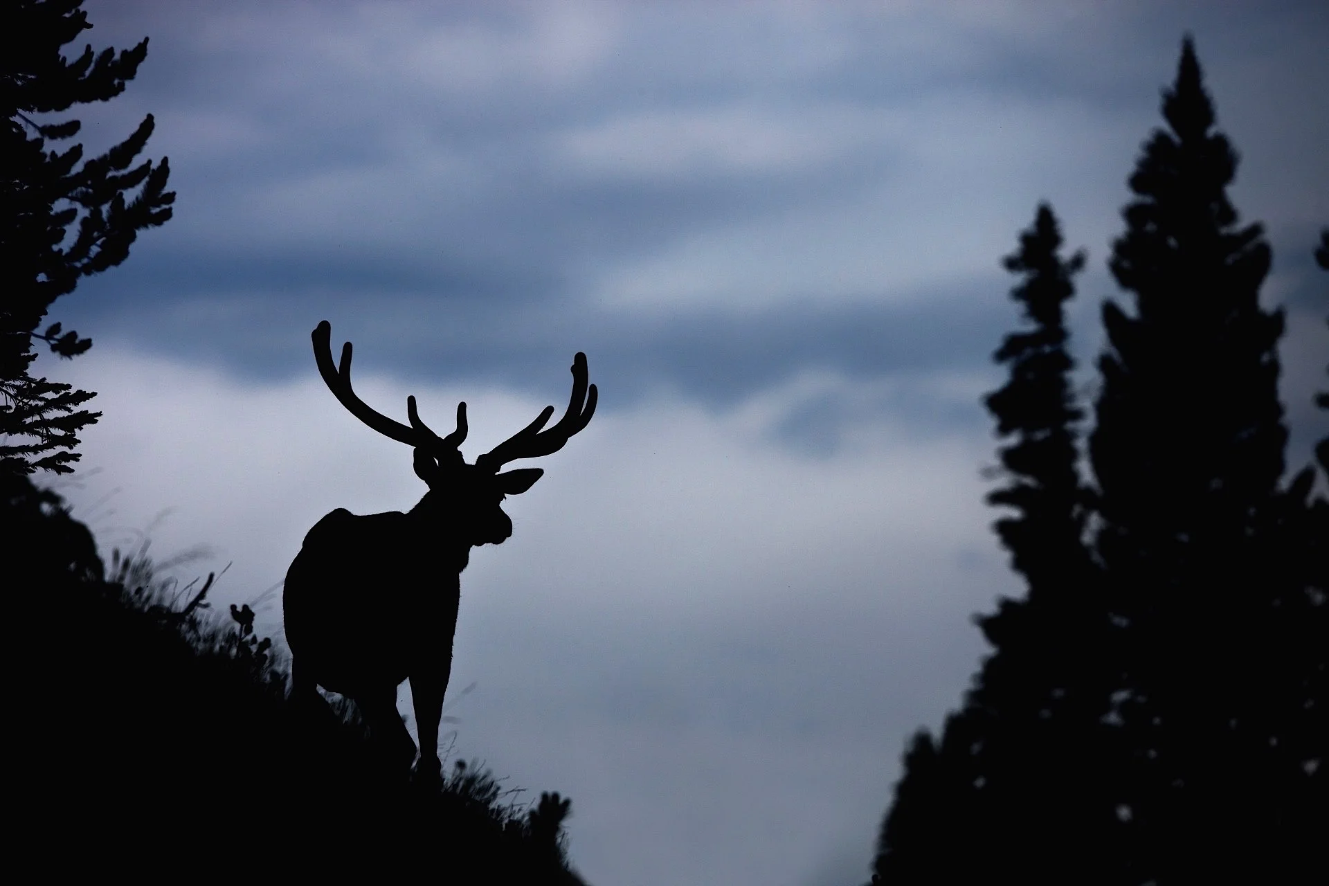 ARS_RMNP_0613_0249.jpg