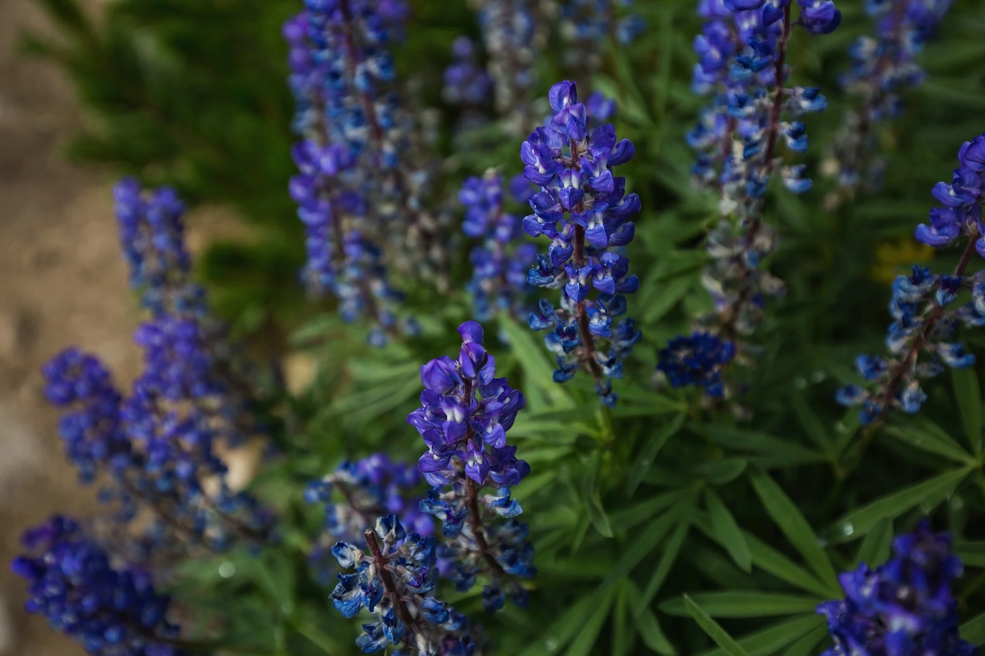 ARS_WY_150715_9660