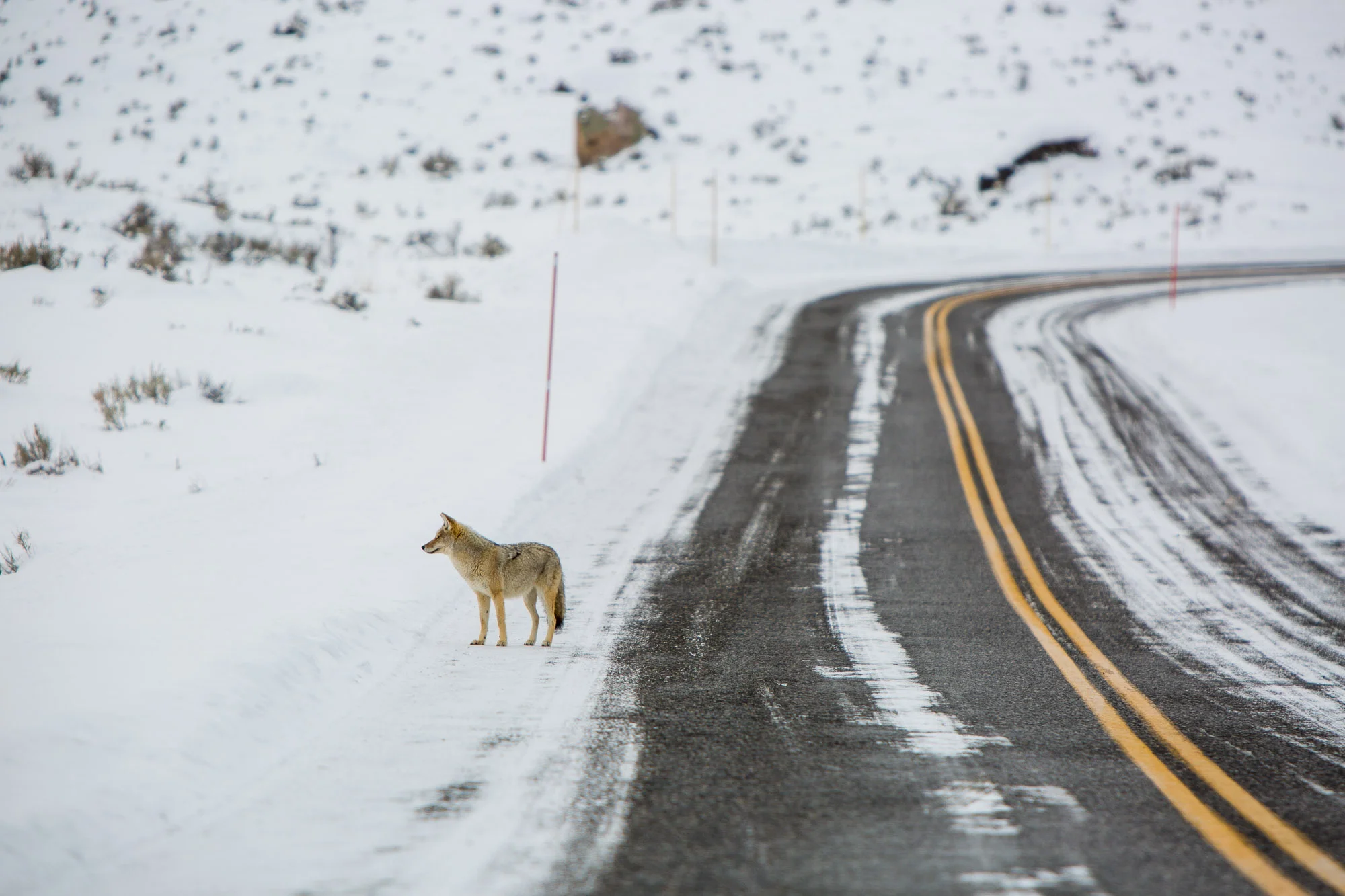ARS_WY_20160120_0924.jpg