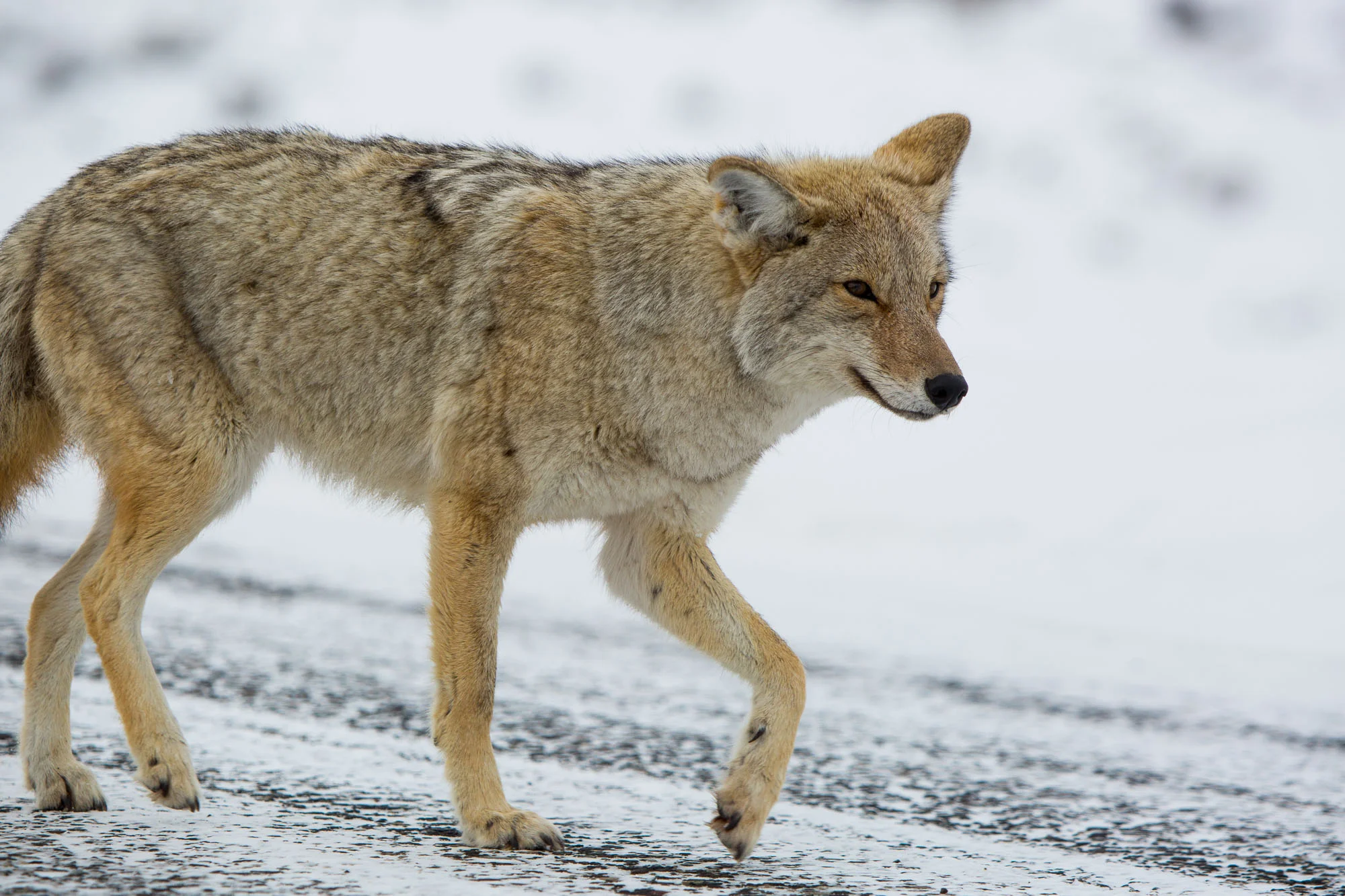 ARS_WY_20160120_0978.jpg