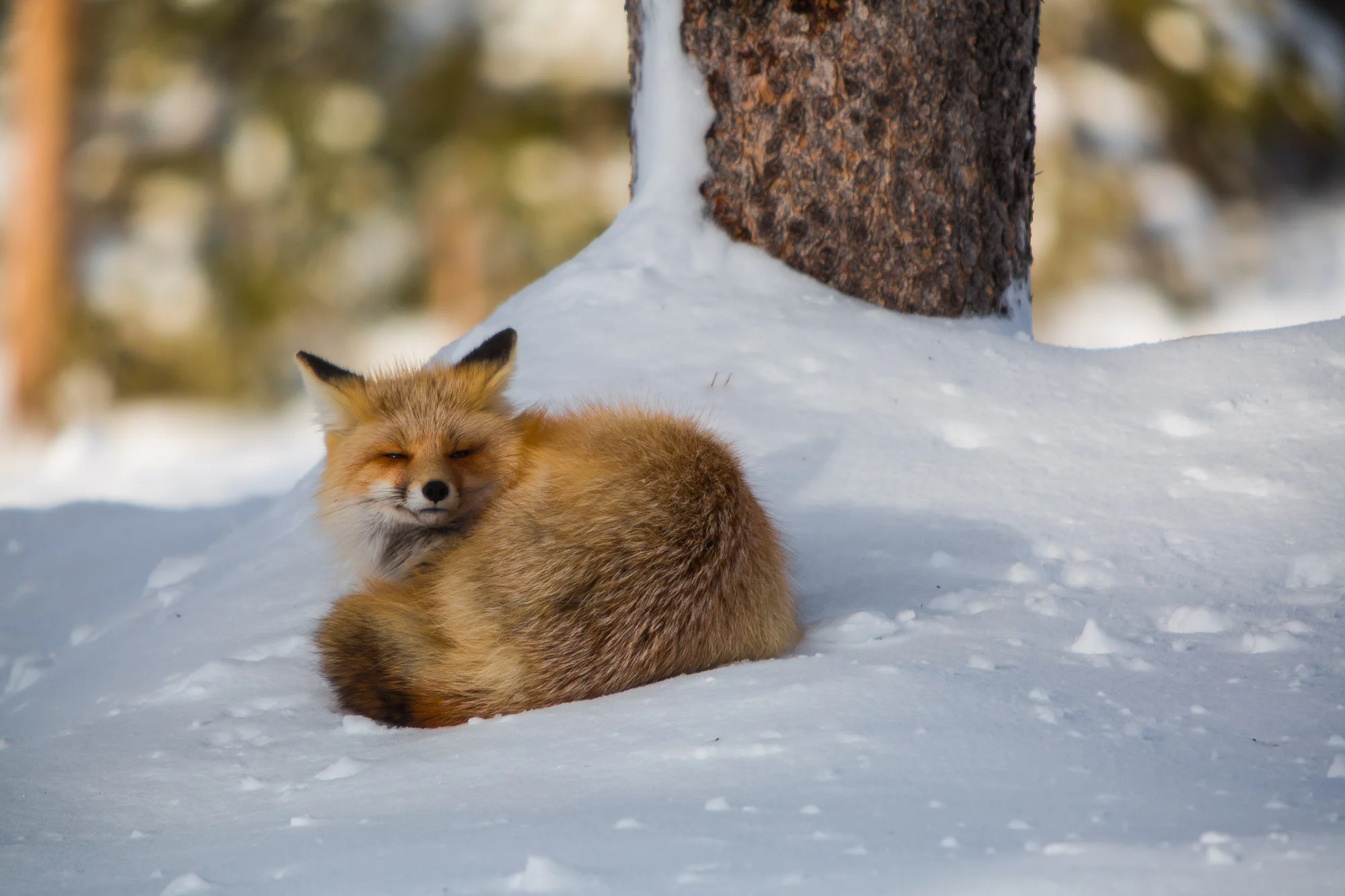 ARS_WY_20160122_1373-2.jpg