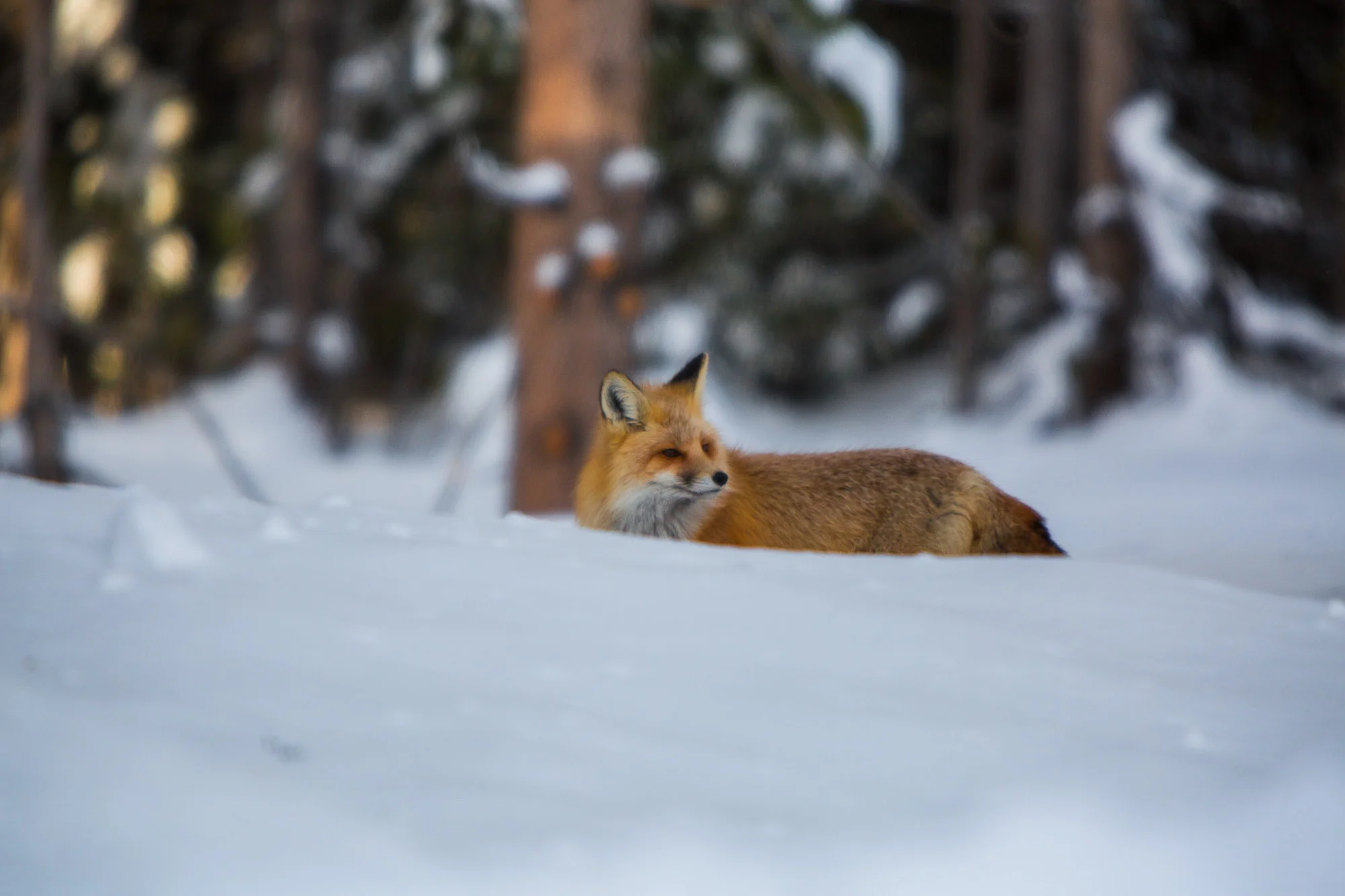 ARS_WY_20160122_1429-2.jpg