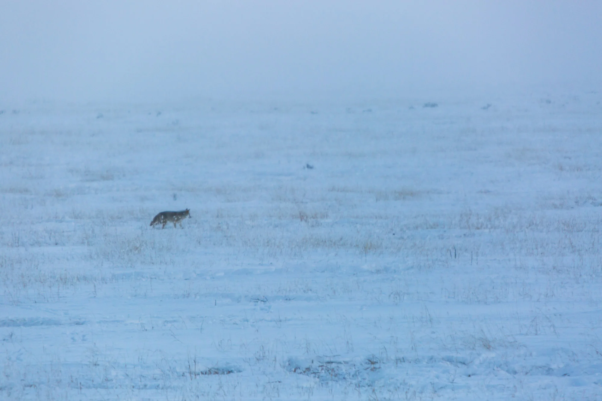 ARS_WY_20160128_2940.jpg