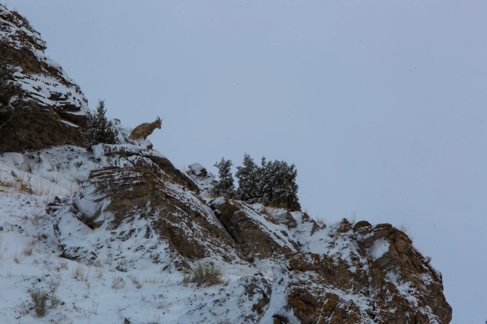 ARS_WY_20160130_3054.jpg