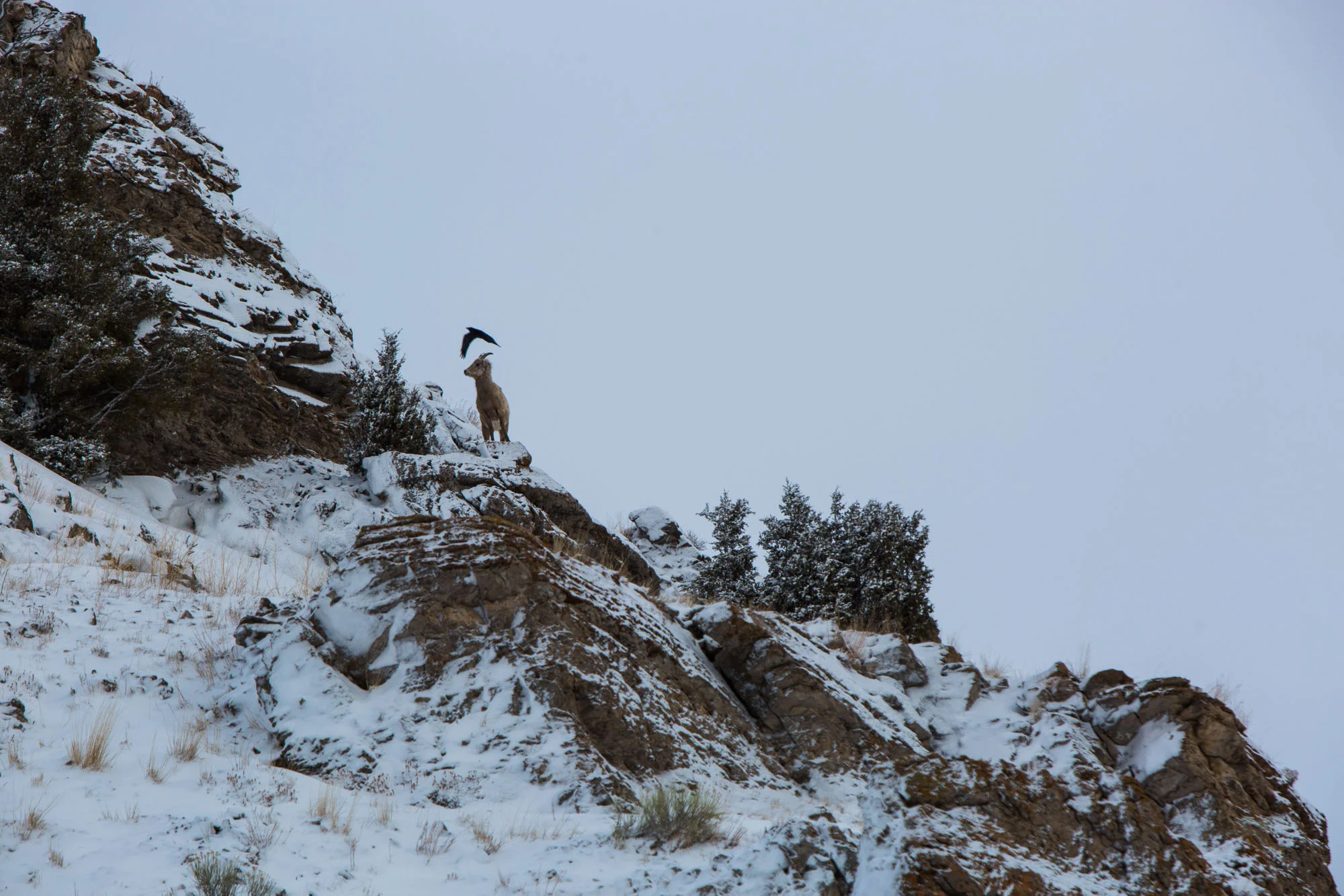 ARS_WY_20160130_3056.jpg