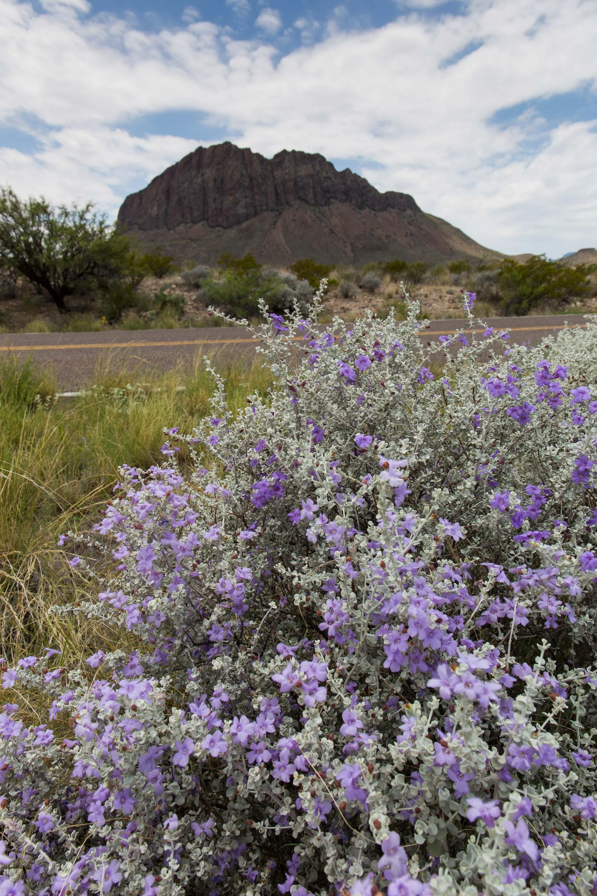 ARS_BBNP_20170615_4669.jpg