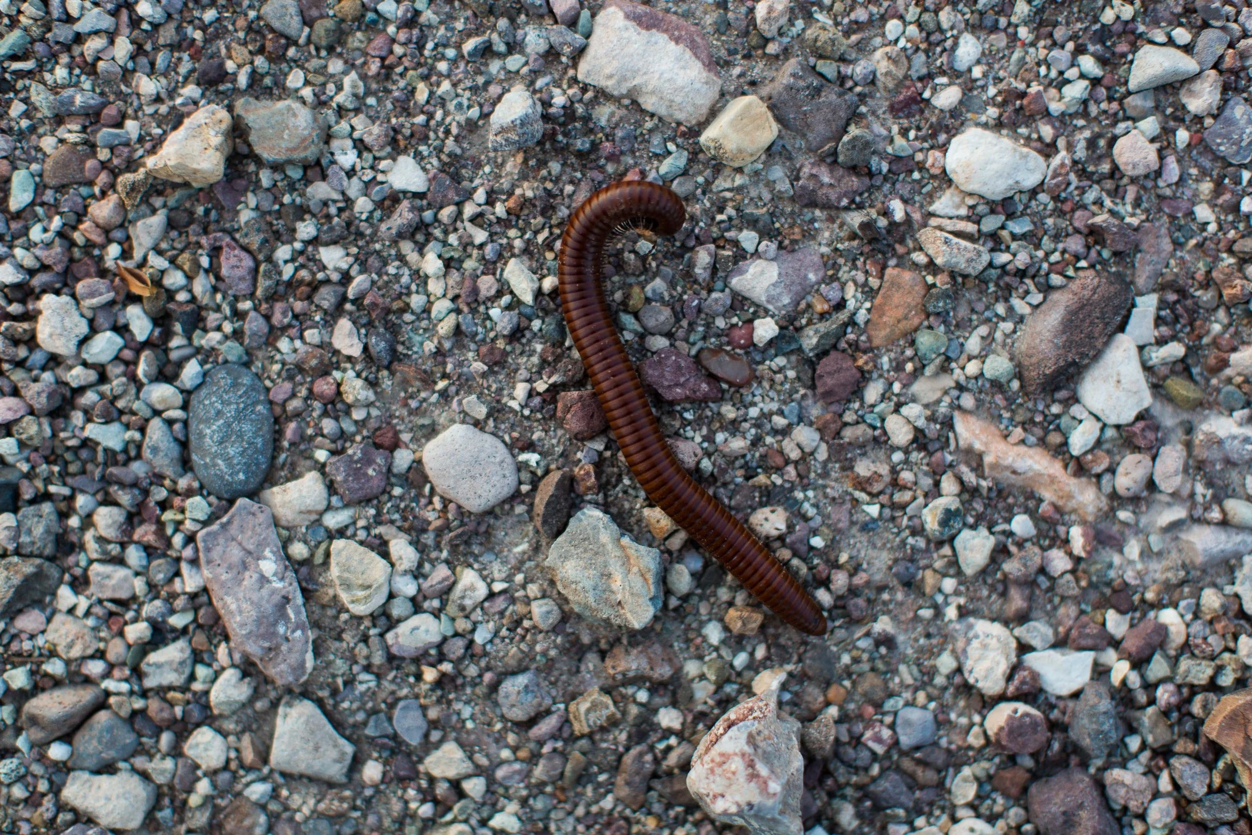 ARS_BBNP_20170615_4756.jpg