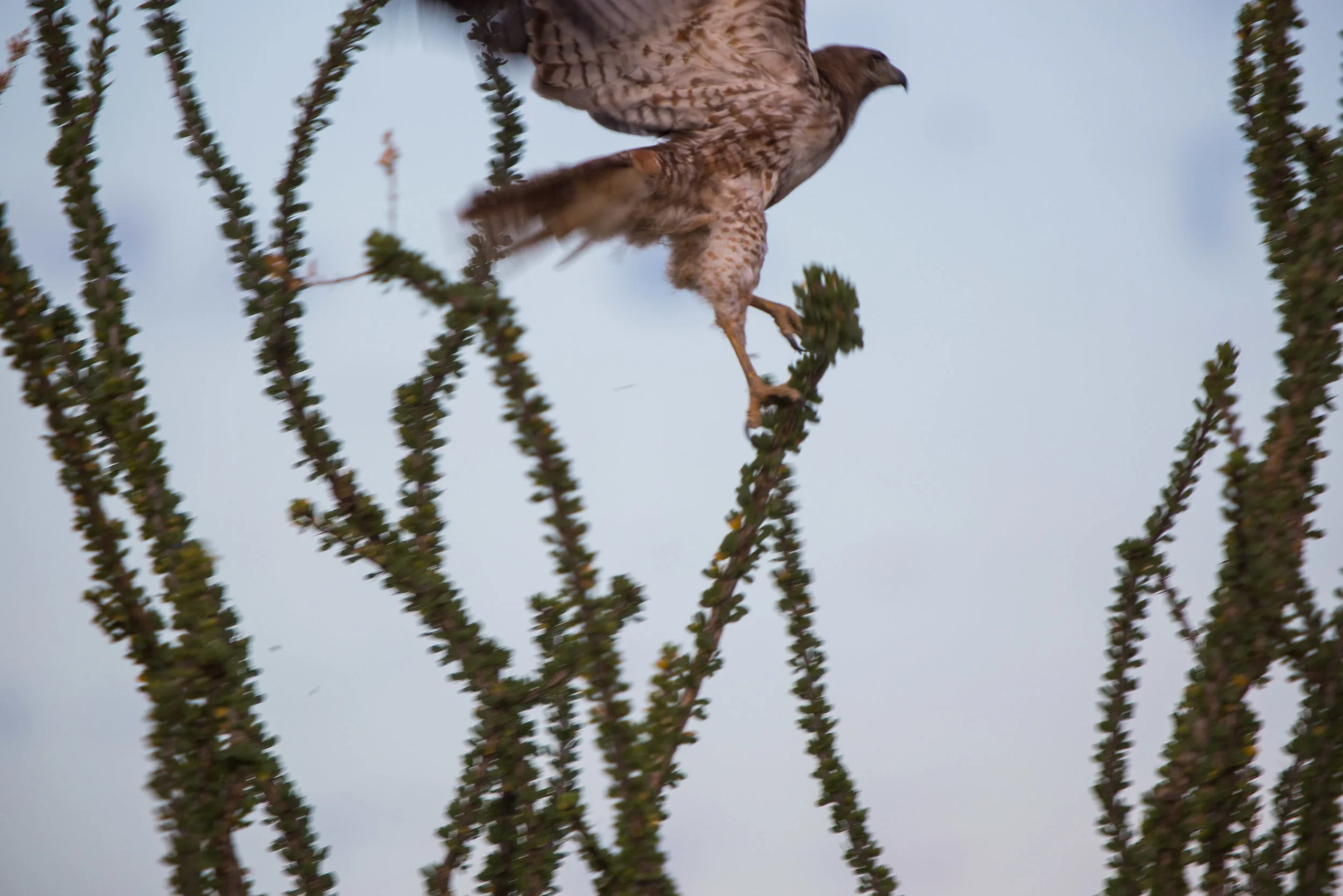 ARS_BBNP_20170616_4847.jpg