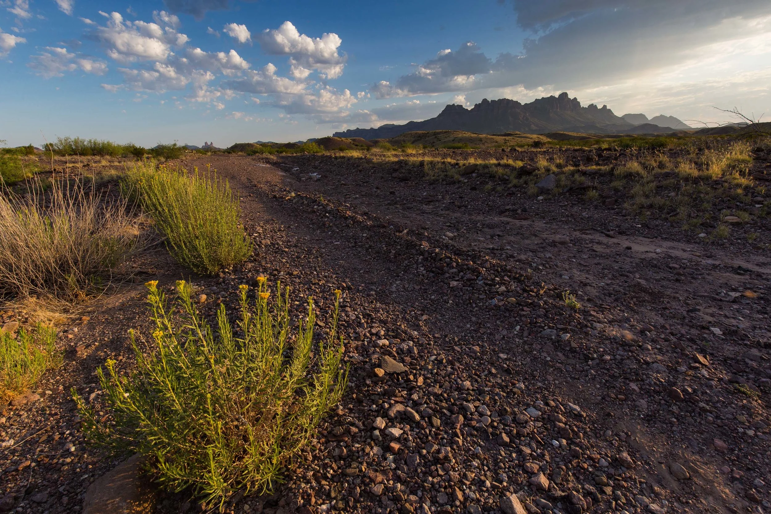 ARS_BBNP_20170616_4881.jpg