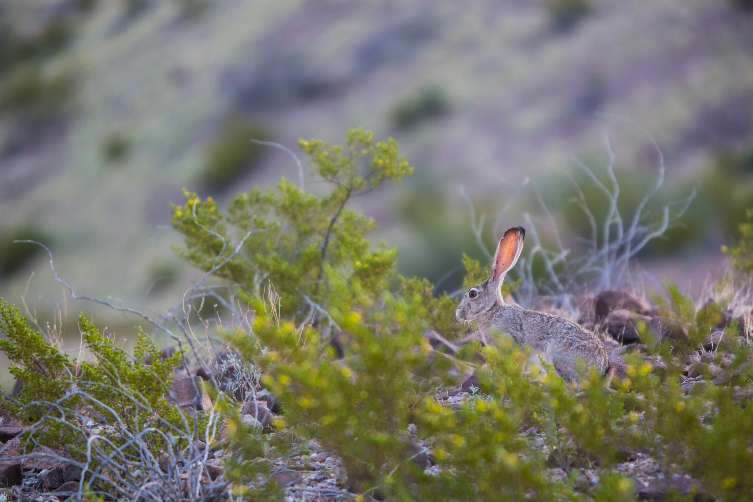 ARS_BBNP_20170616_4929.jpg