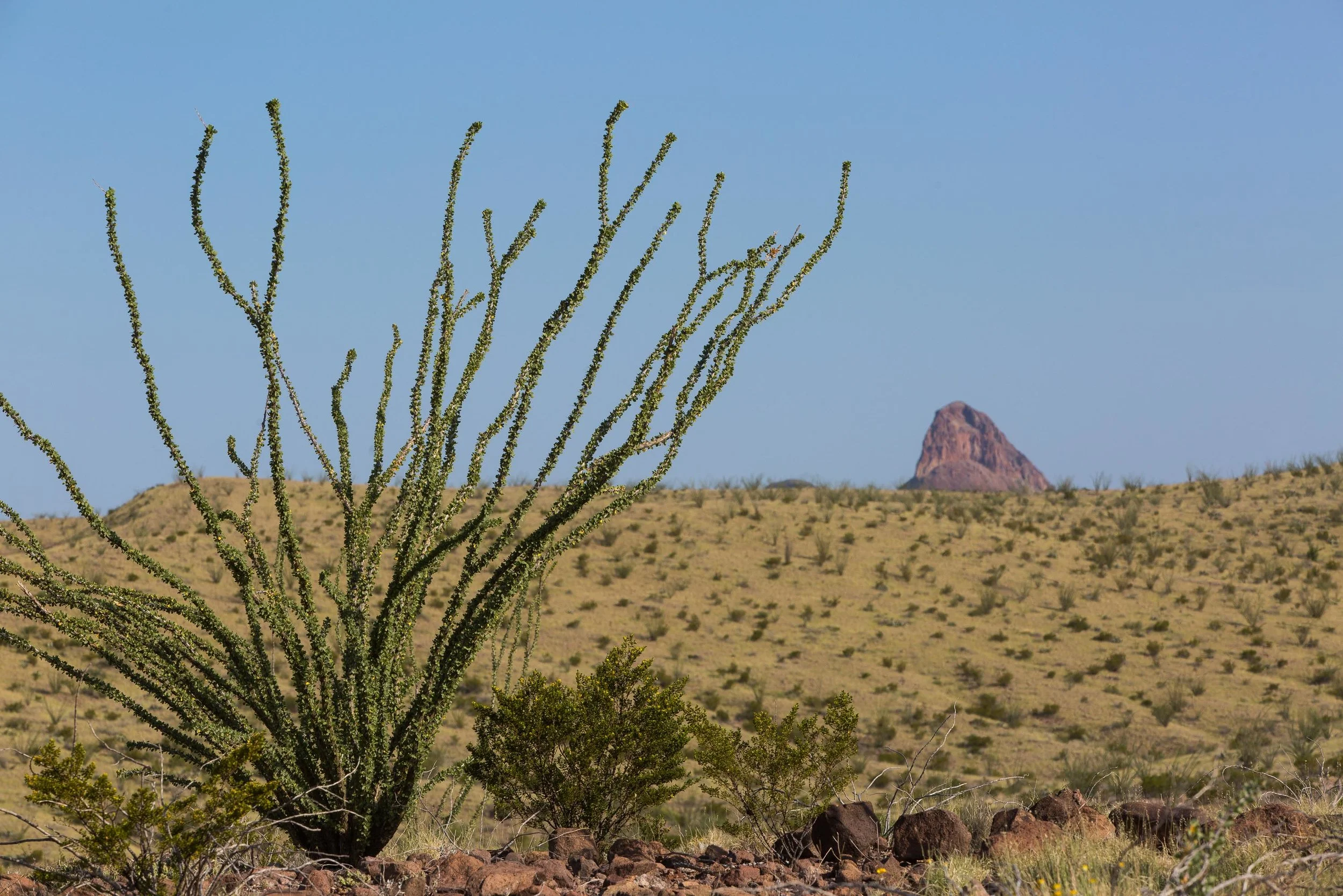 ARS_BBNP_20170616_4959.jpg