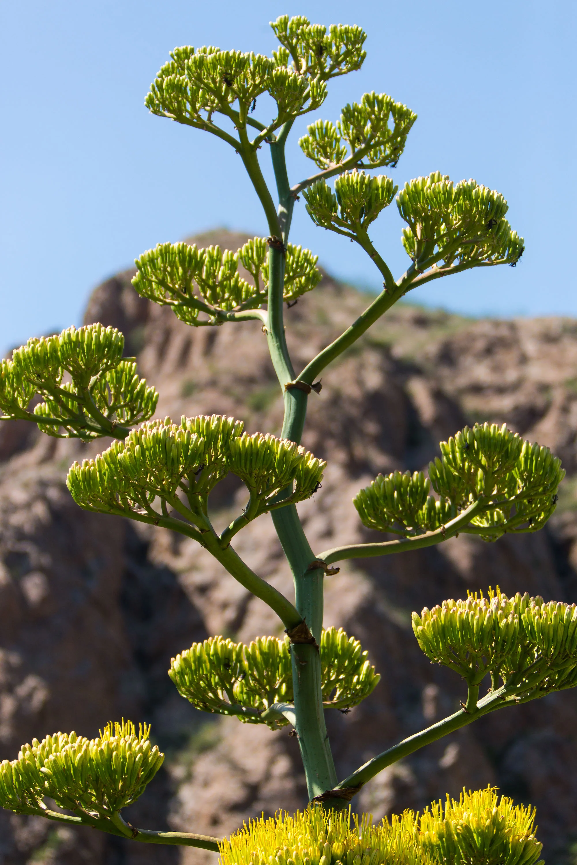 ARS_BBNP_20170617_5117.jpg