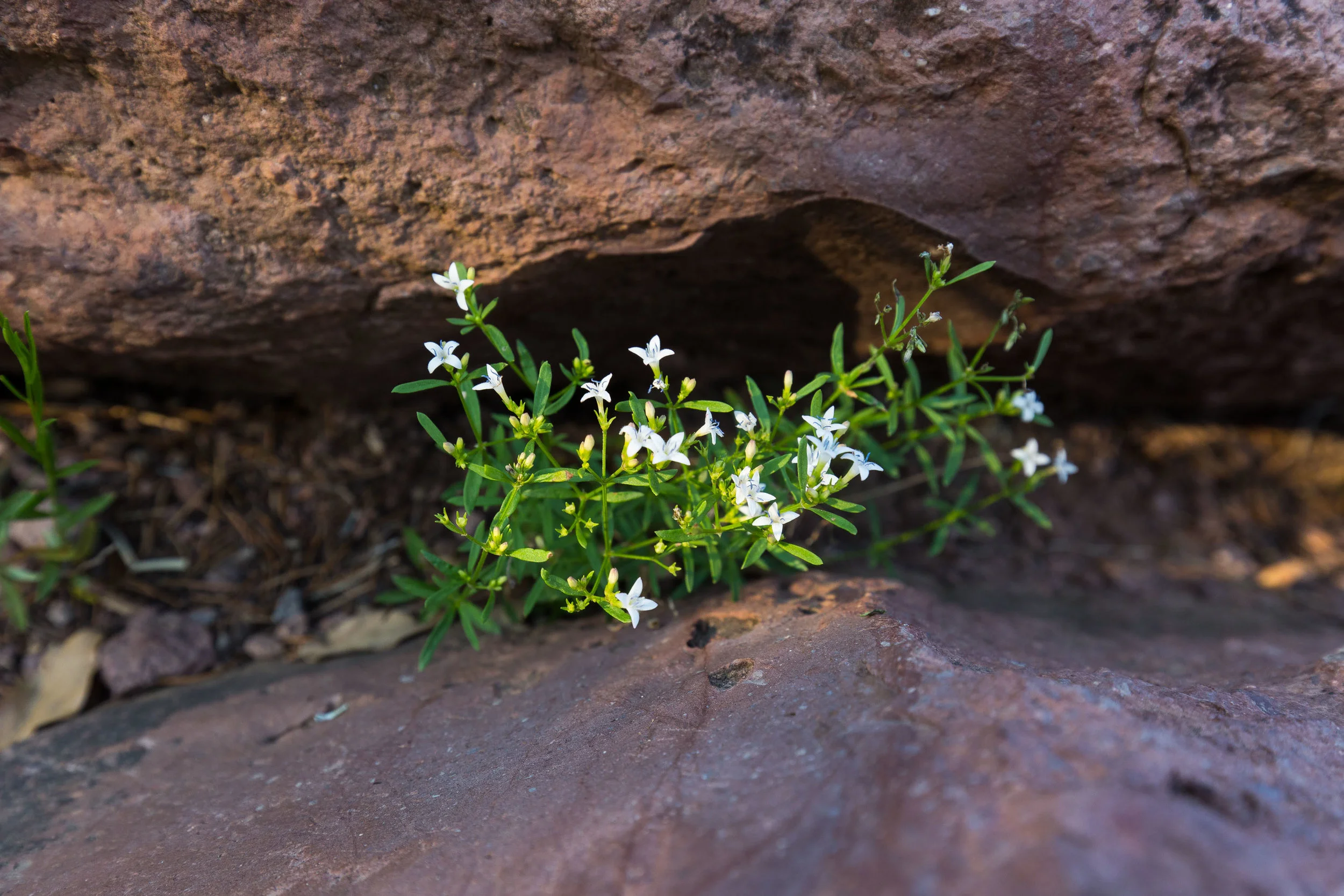 ARS_BBNP_20170618_5301.jpg