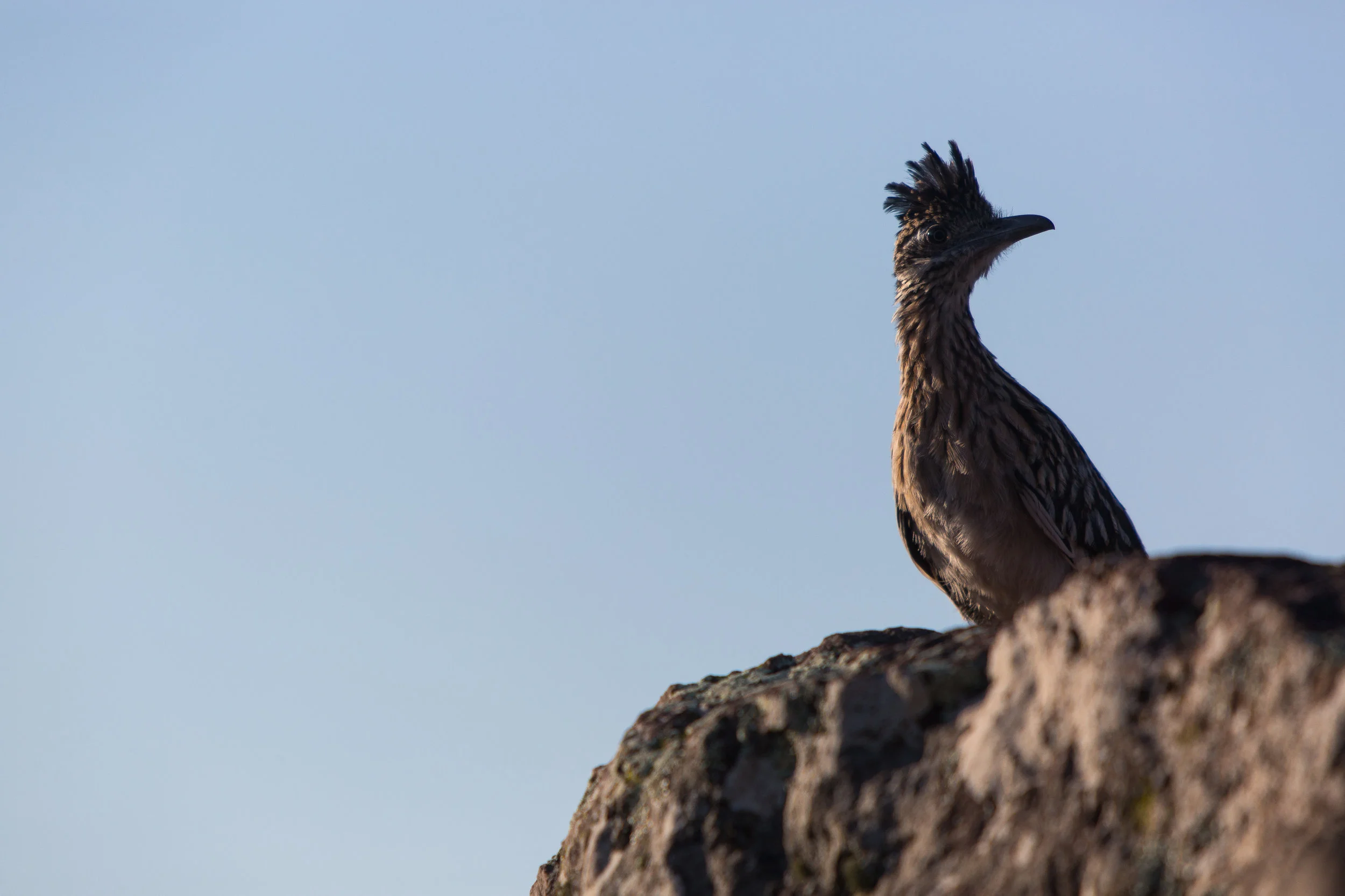 ARS_BBNP_20170618_5357.jpg
