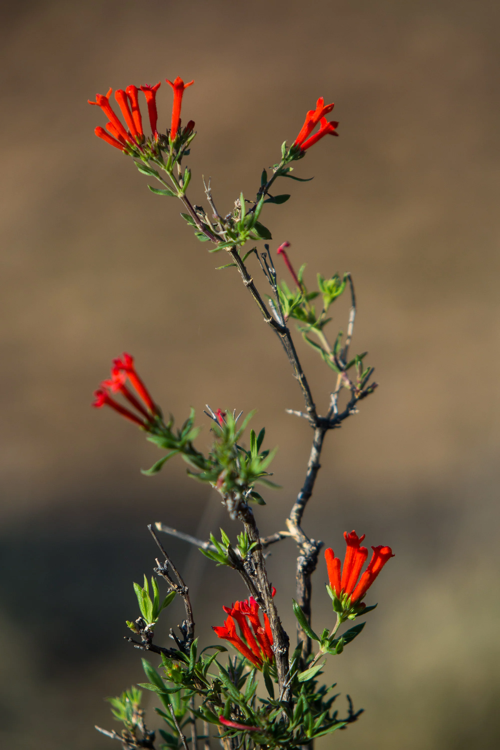 ARS_BBNP_20170618_5408.jpg