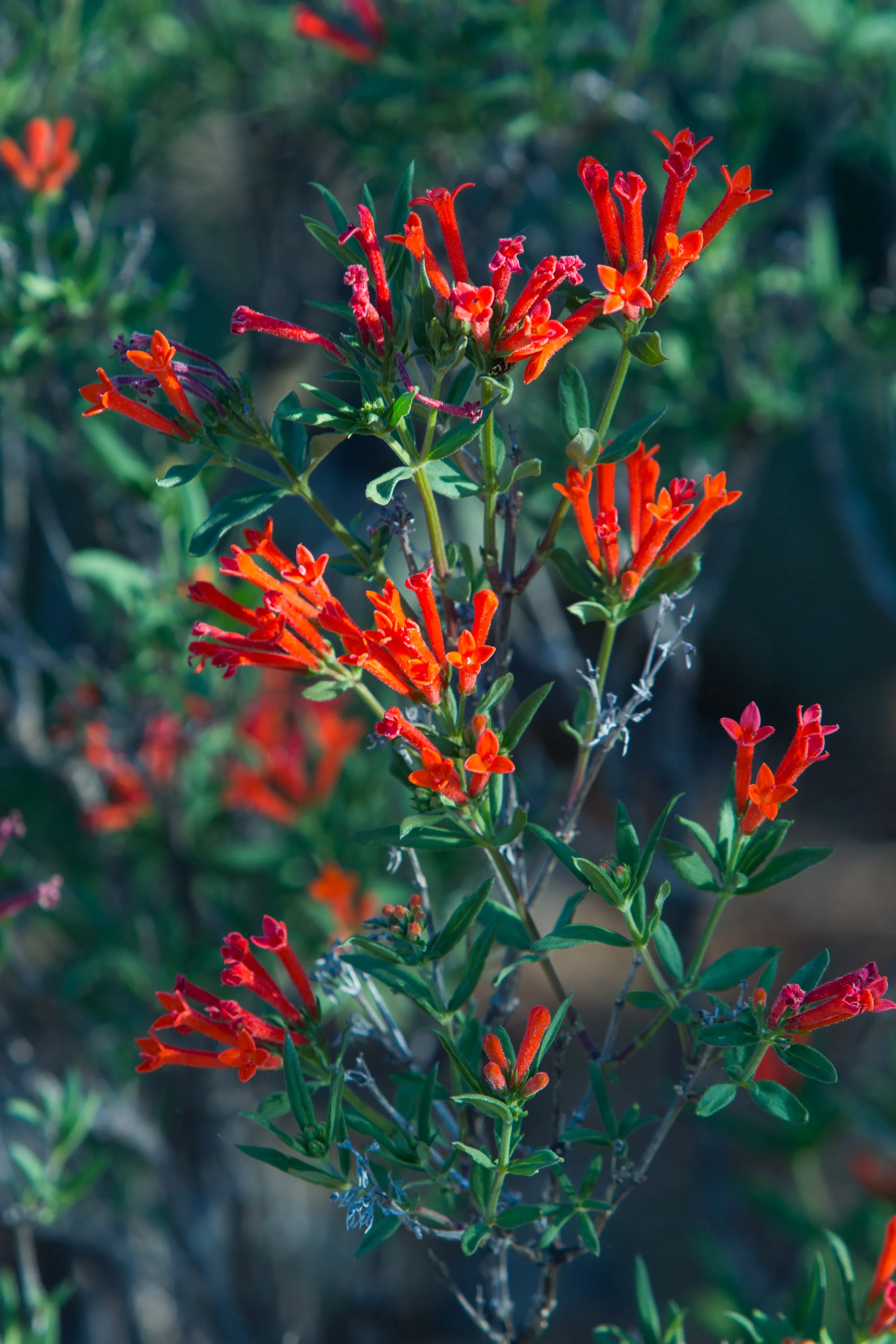 ARS_BBNP_20170618_5413.jpg