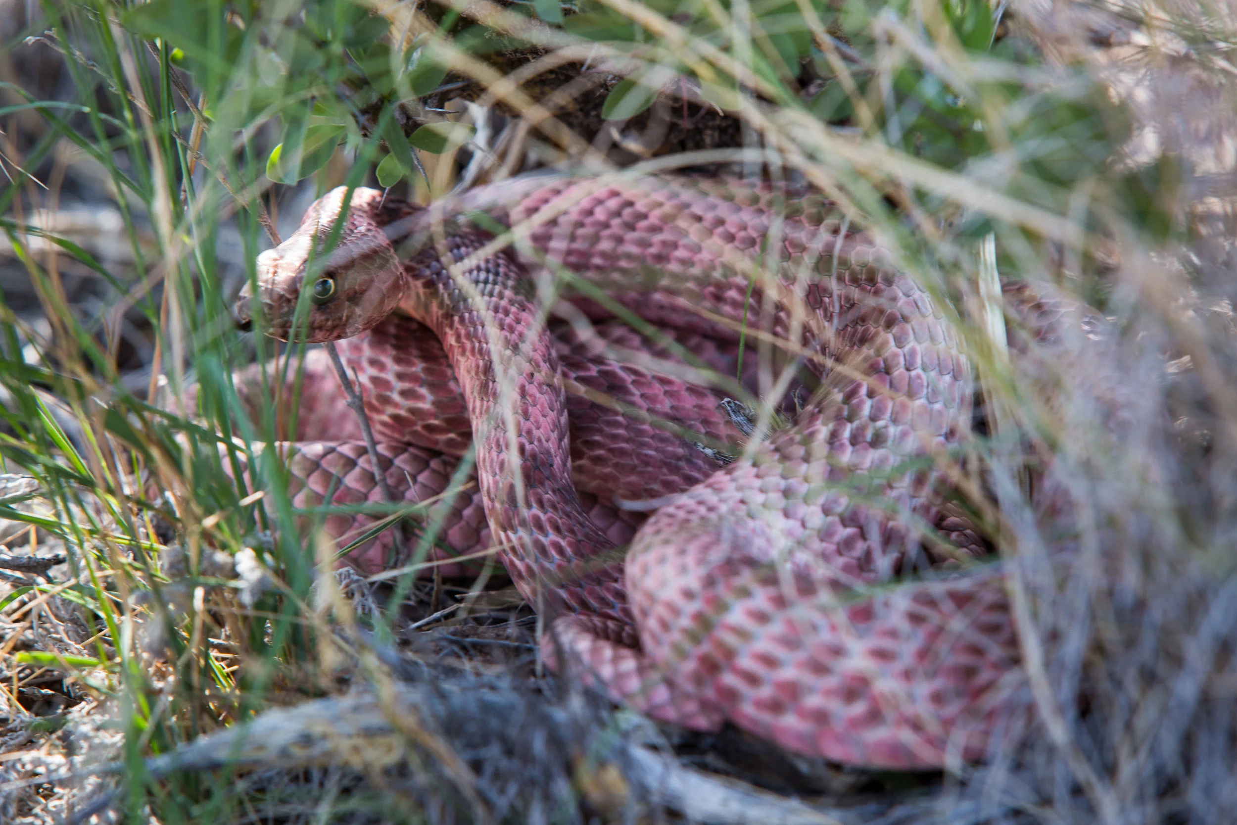 ARS_BBNP_20170616_4998.jpg