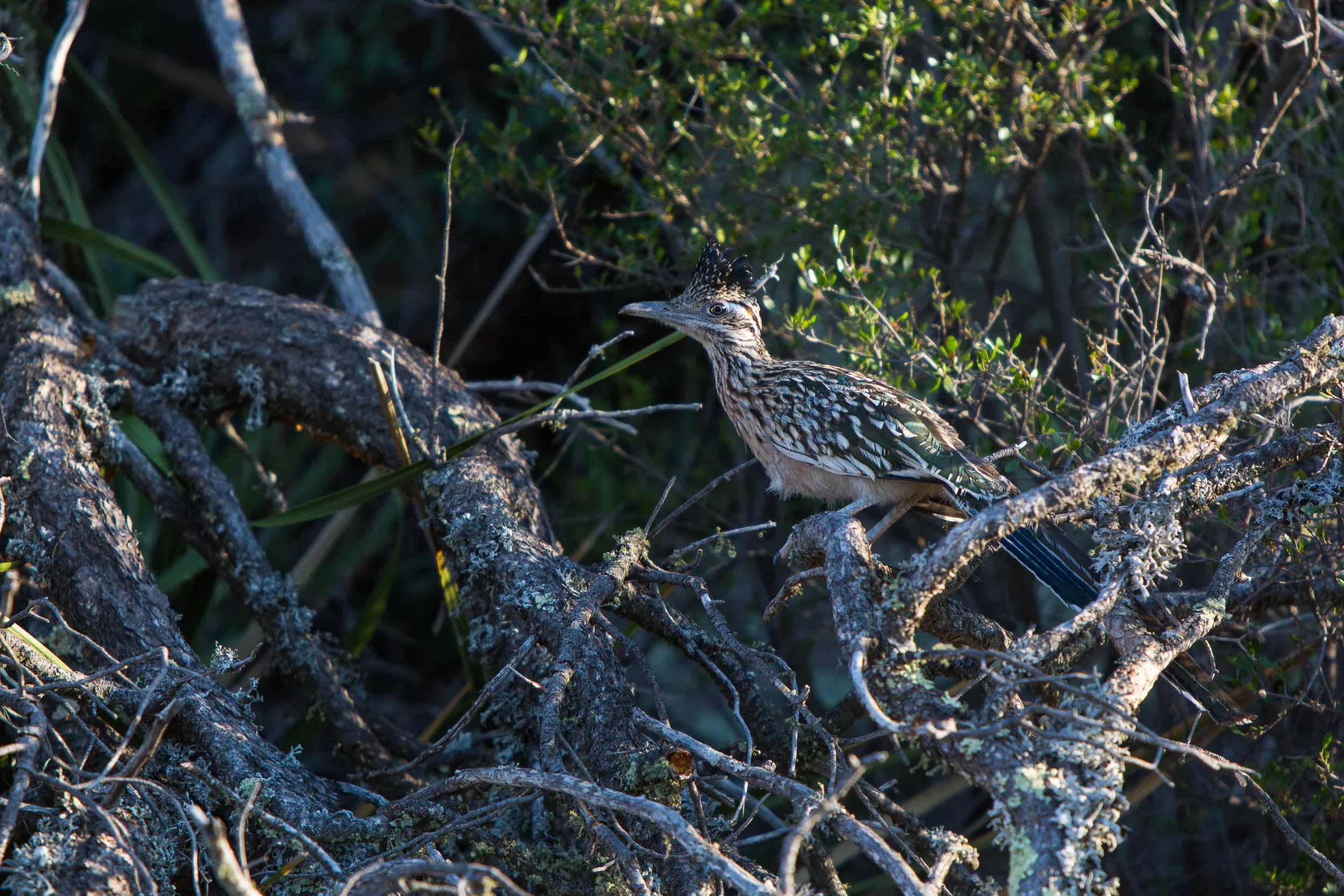 ARS_BBNP_20170618_5331.jpg