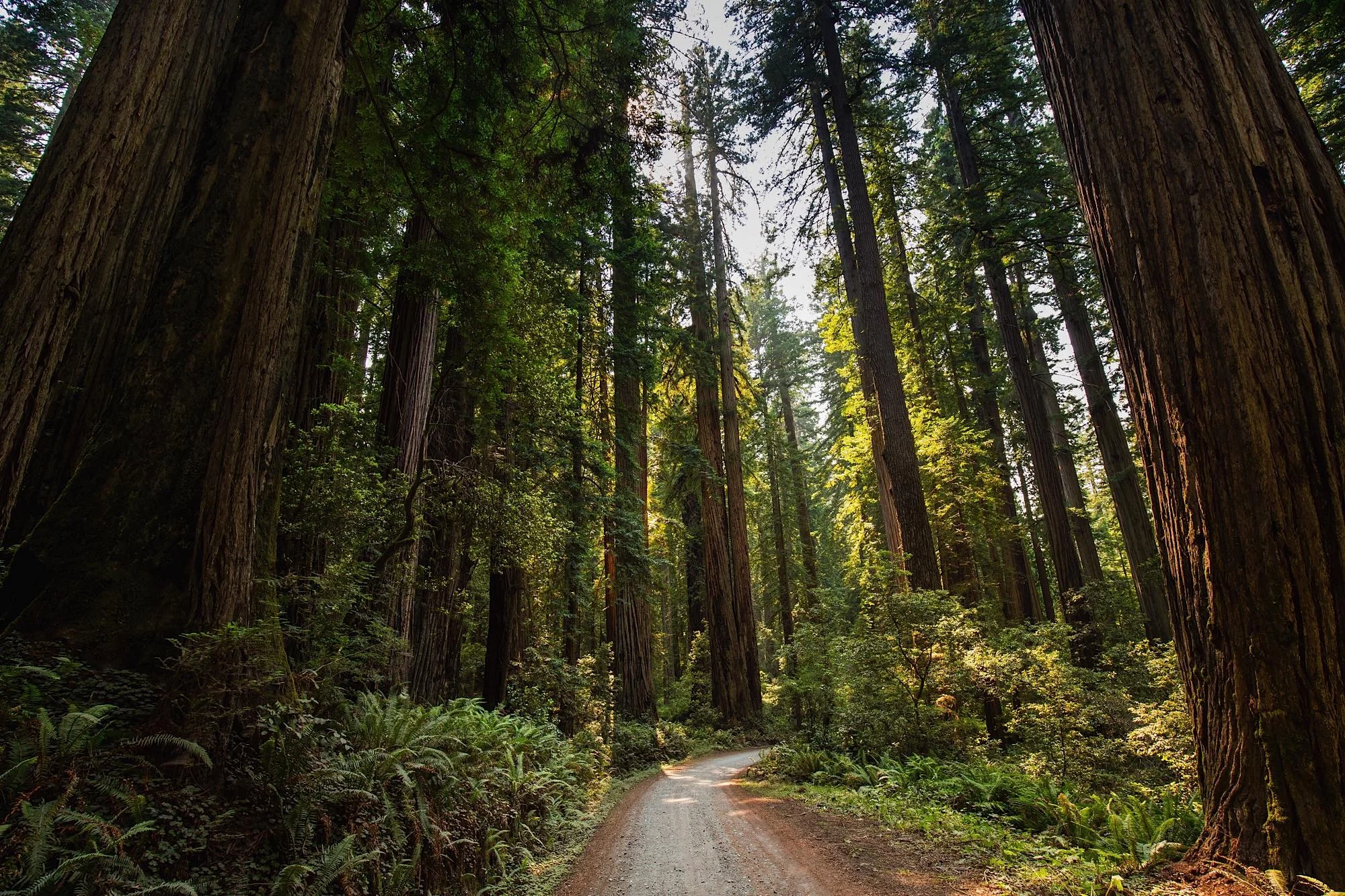 Jedediah Smith Redwoods State Park