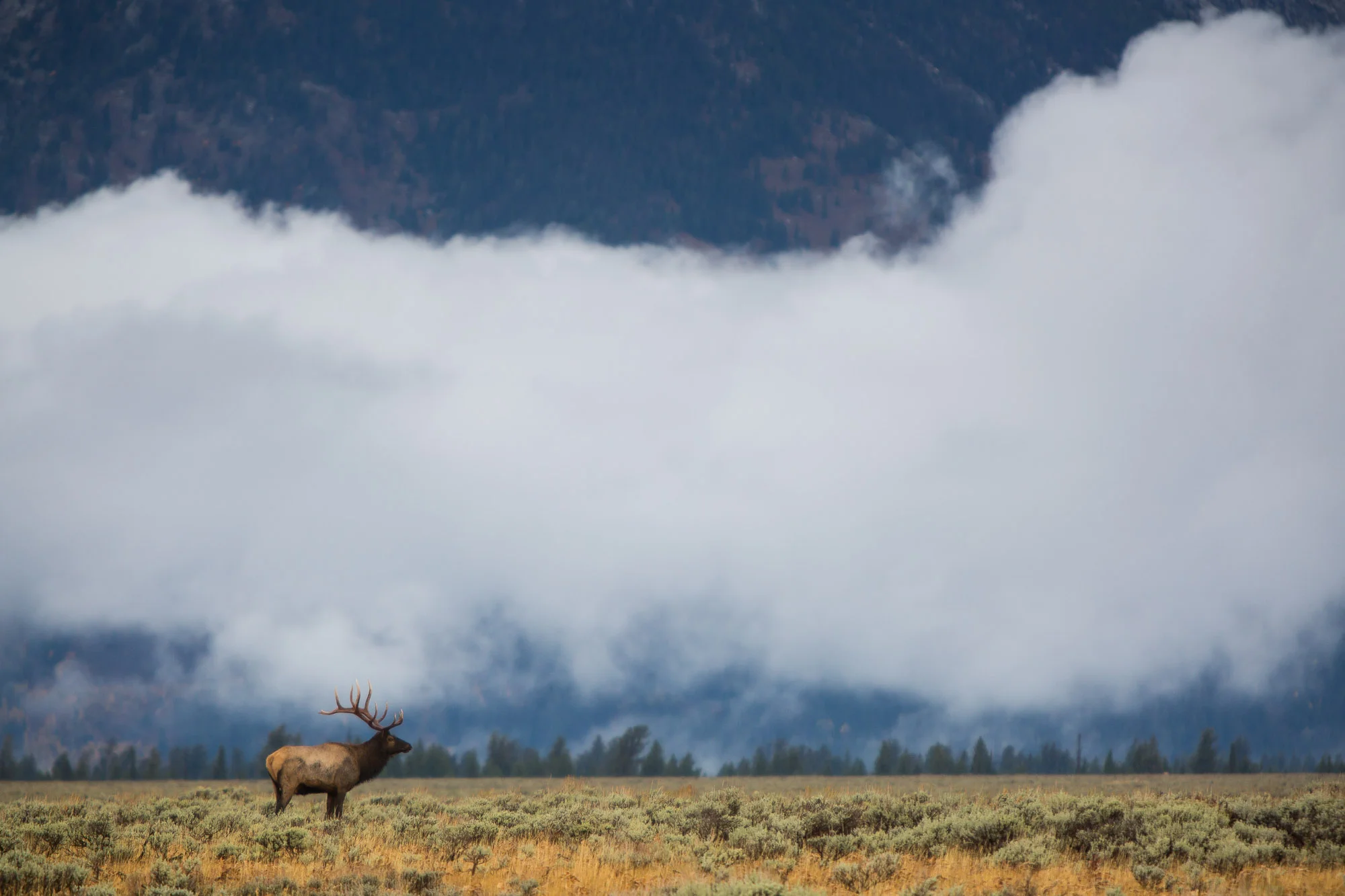 A bull elk in Grand Teton National Park