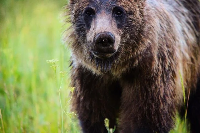 Hoping to see one of these beauties today 🤗 I love my backyard! #myspiritanimal #nomadlife #ontheroad