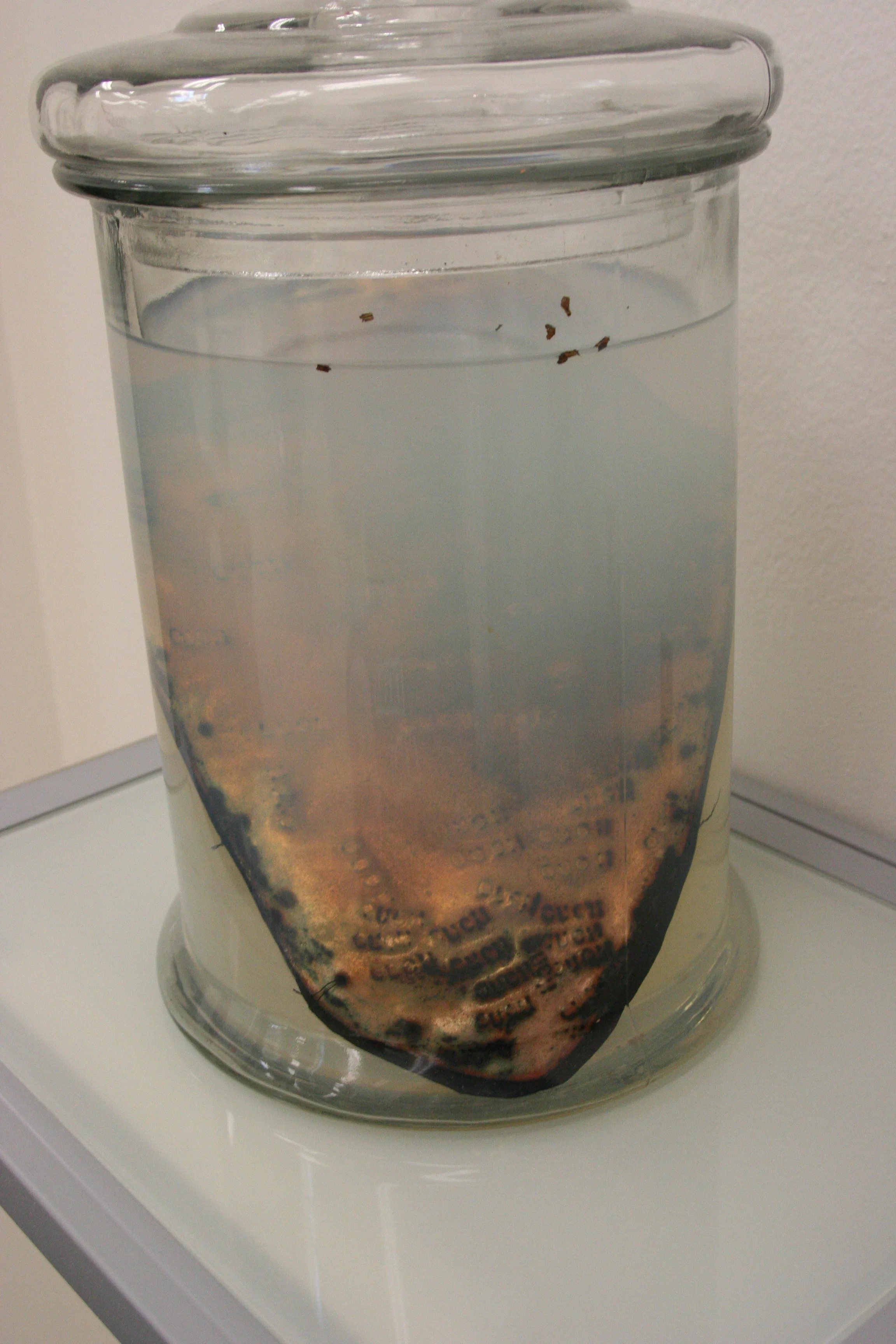 spring07+016-2199381977-O.jpg