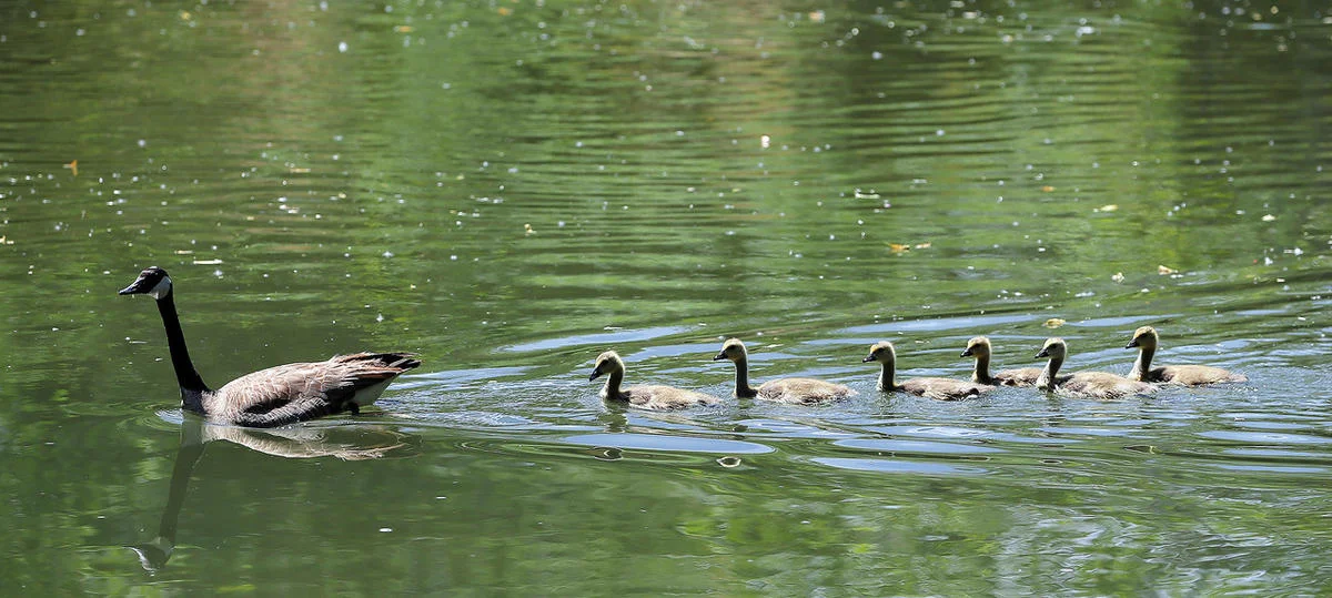 A goose and her goslings swim in the Jordan River at the Three Creeks Confluence. Photo: Scott G Winterton, Deseret News.