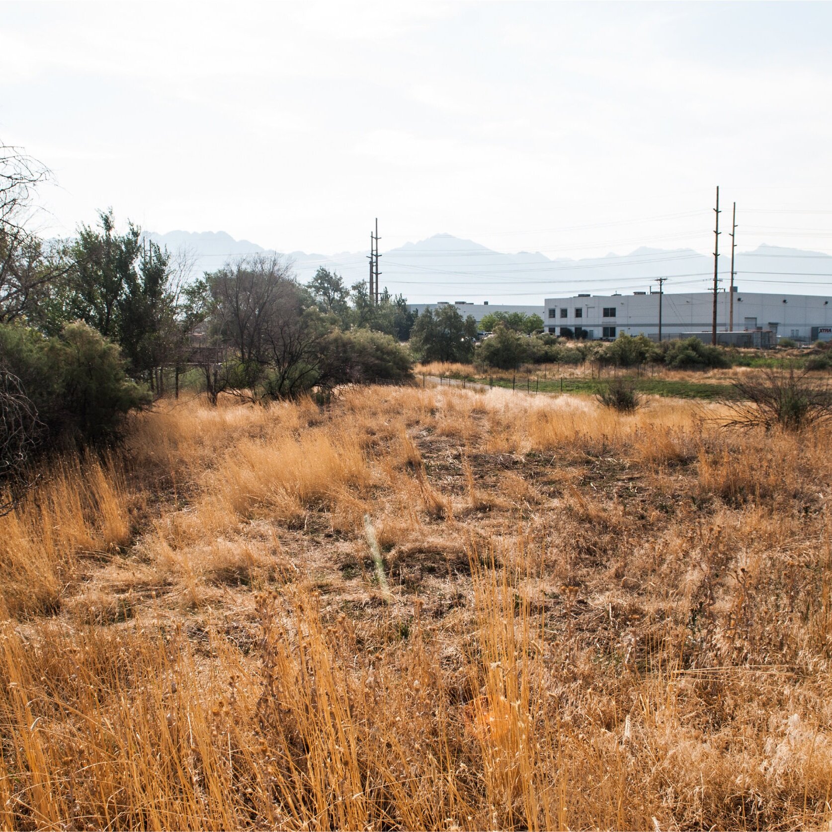 South+Salt+Lake+Mill+Creek+Confluence+Looking+East+South+Bank.jpg