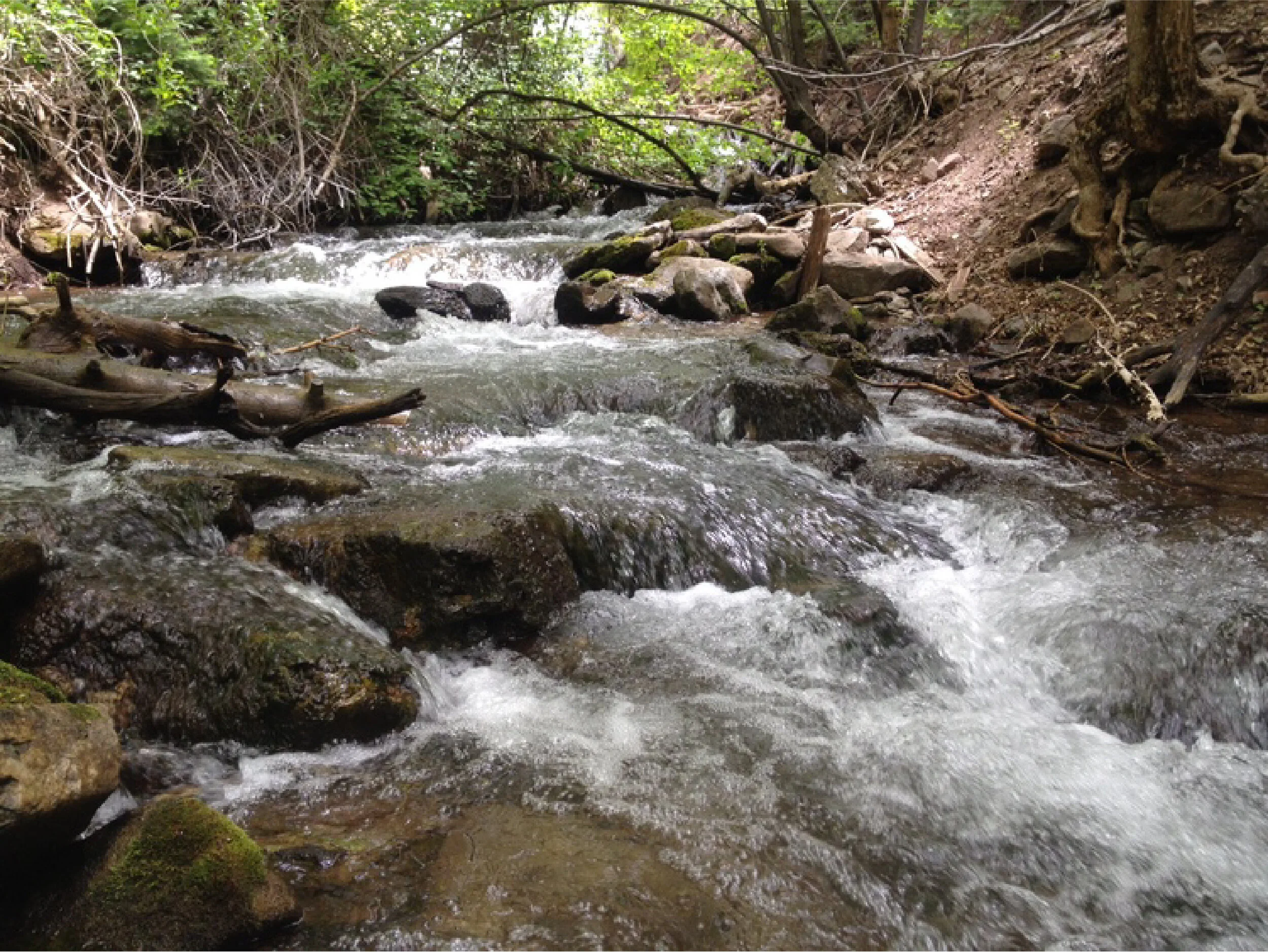 Mill Creek restoration project to offer new look, improved native fish habitat