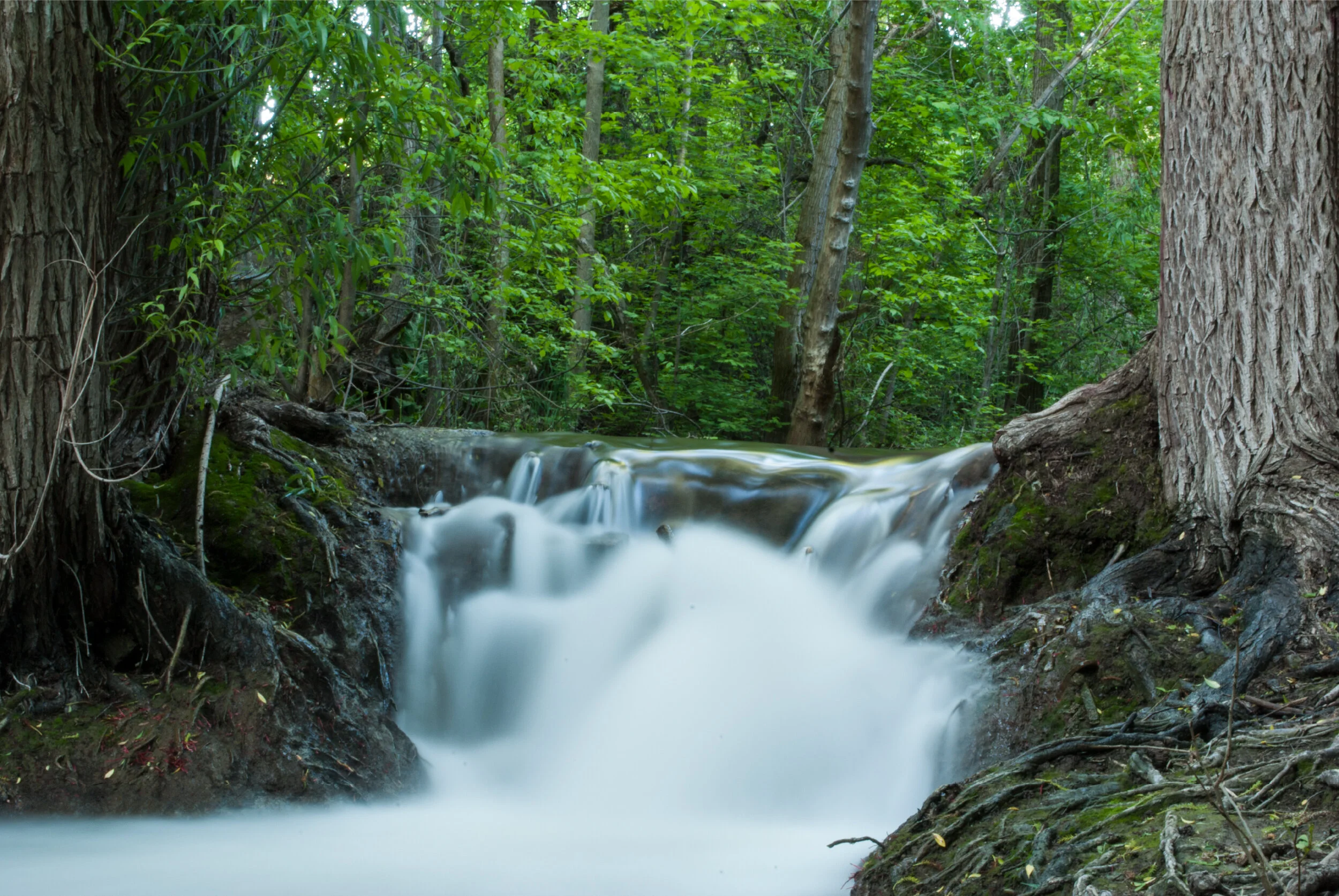 Wasatch Hollow Preserve, a jewel in the neighborhood