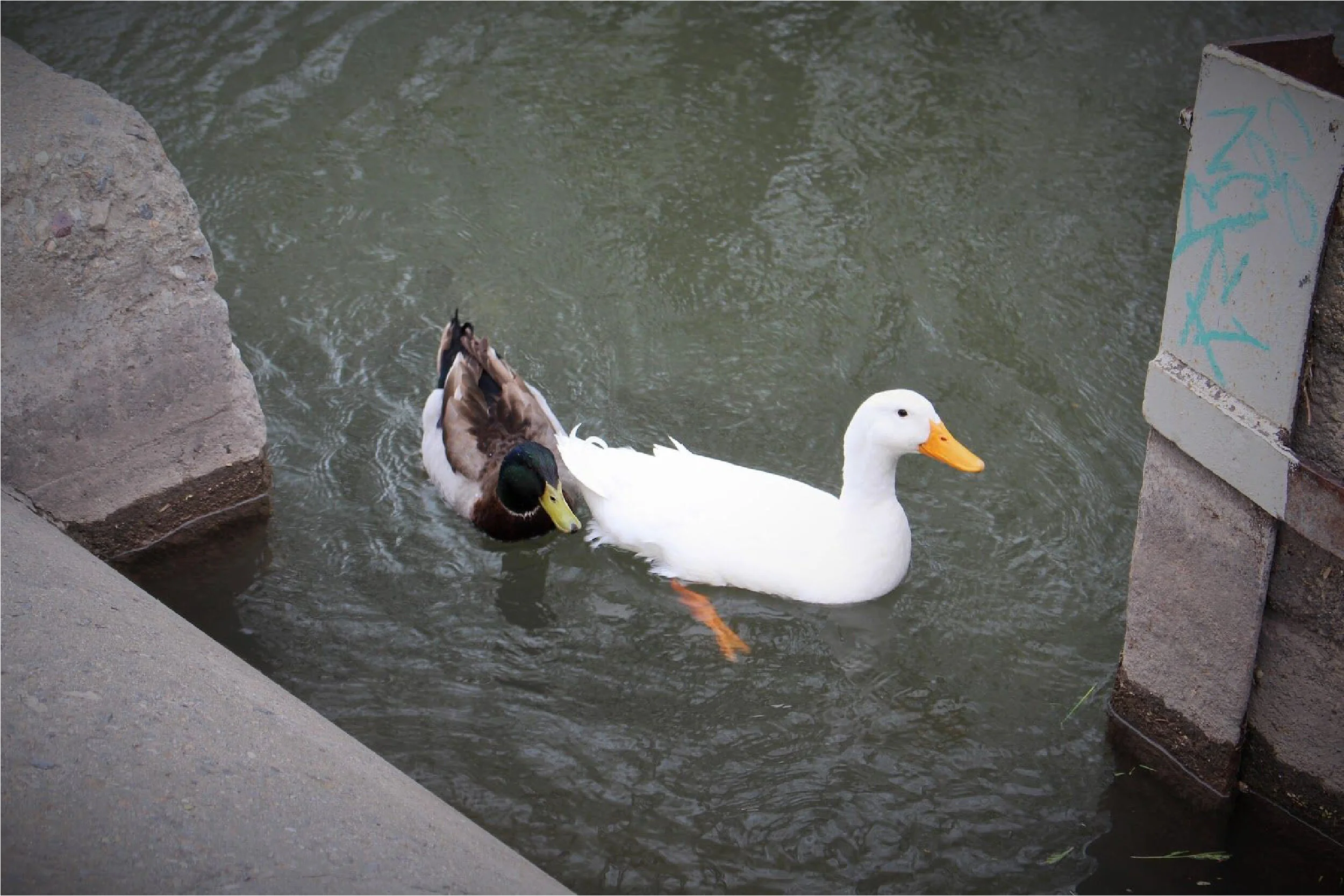 Local group wants to reintroduce city creeks